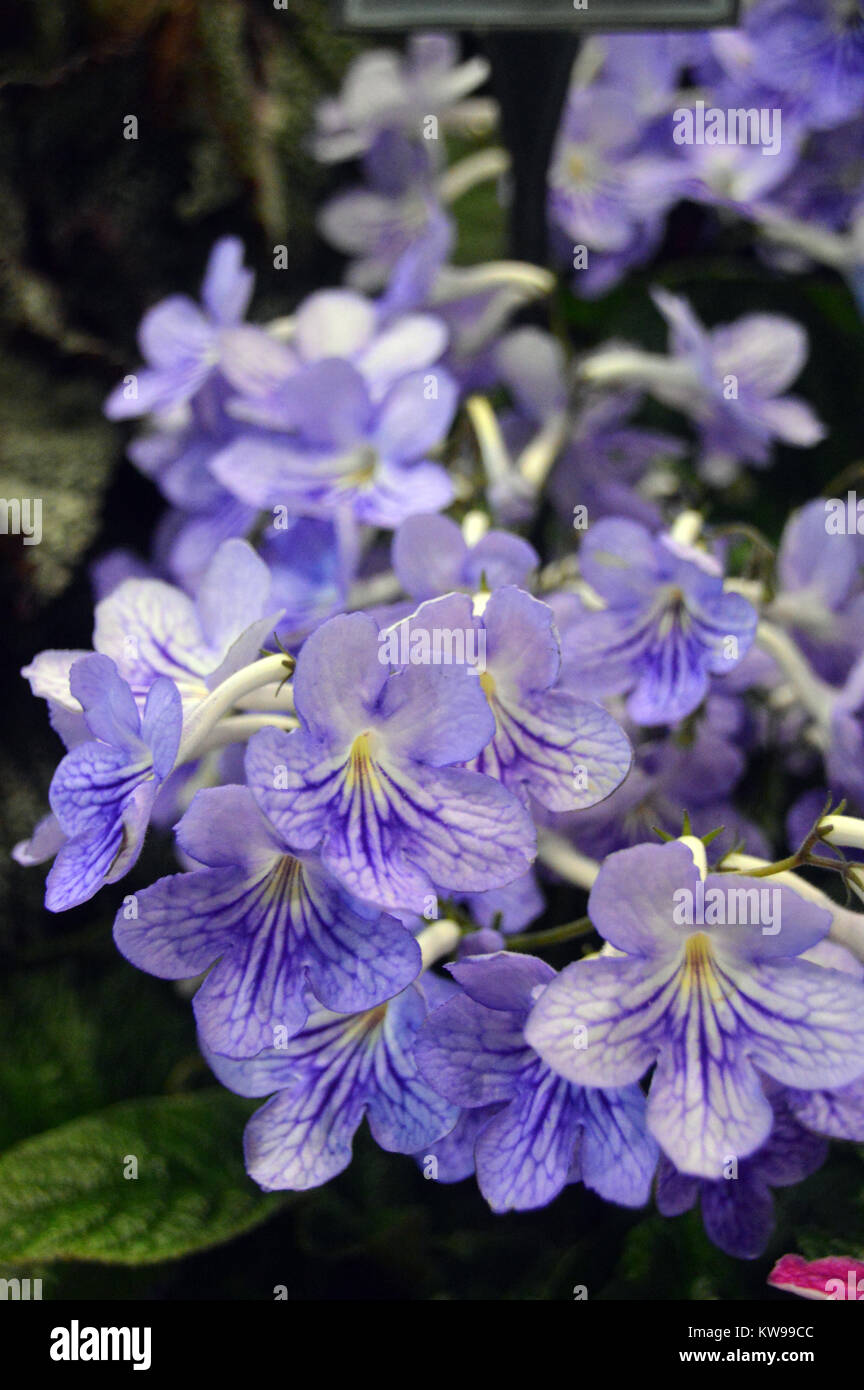 Streptocarpus (Bethan) Un lilla/Malva Primula del capo sul display a Harrogate spettacolo primaverile. Yorkshire, Inghilterra, Regno Unito. Foto Stock