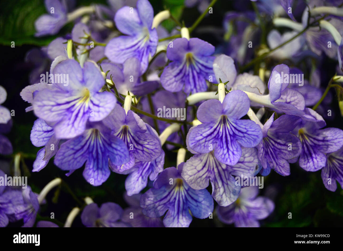 Streptocarpus (Bethan) Un lilla/Malva Primula del capo sul display a Harrogate spettacolo primaverile. Yorkshire, Inghilterra, Regno Unito. Foto Stock