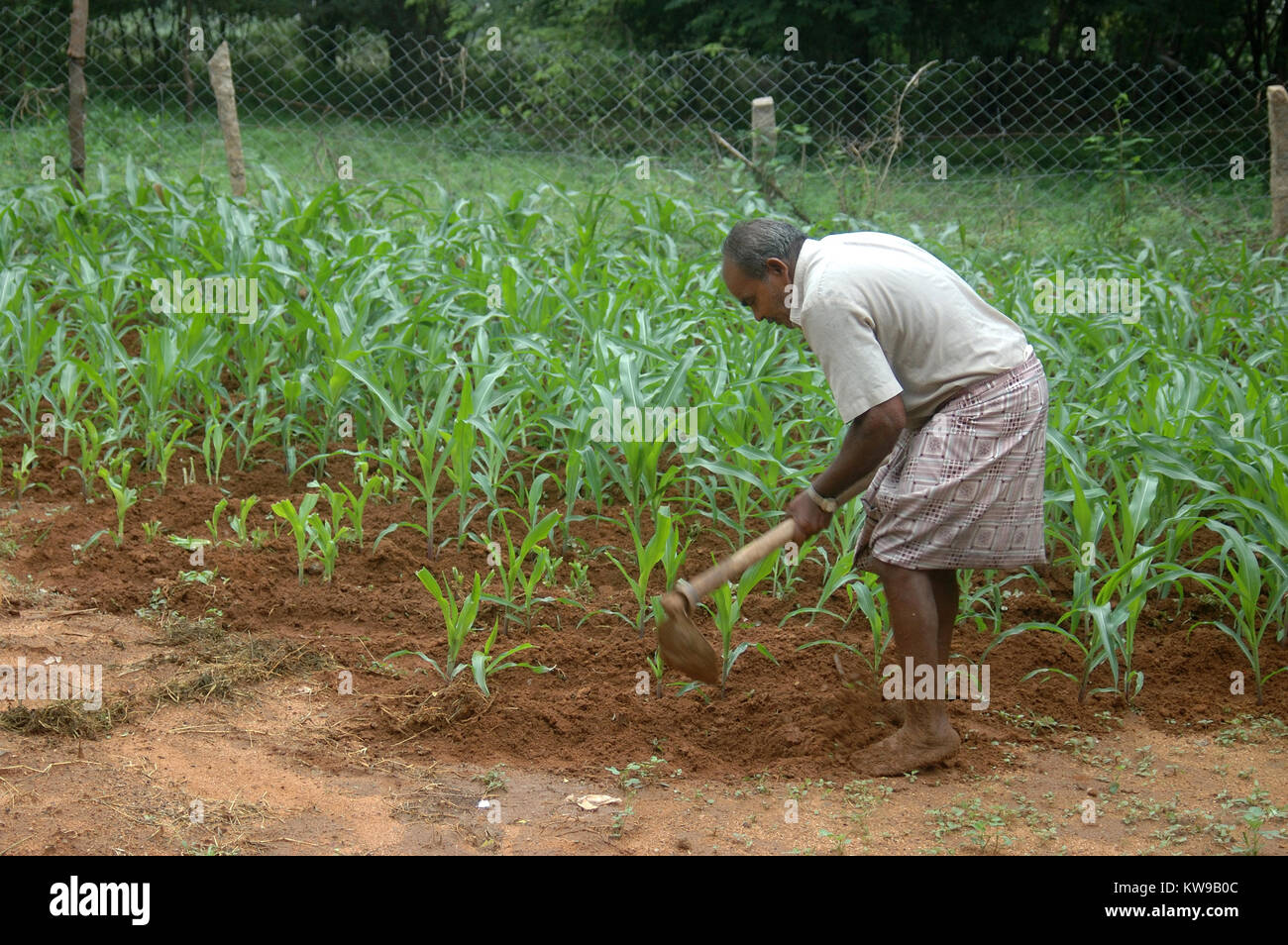 Il Tamil Nadu, India, circa 2009: uomo non identificato zappando erbacce attorno ad un raccolto di mais, circa 2009 in Tamil Nadu, India. Foto Stock