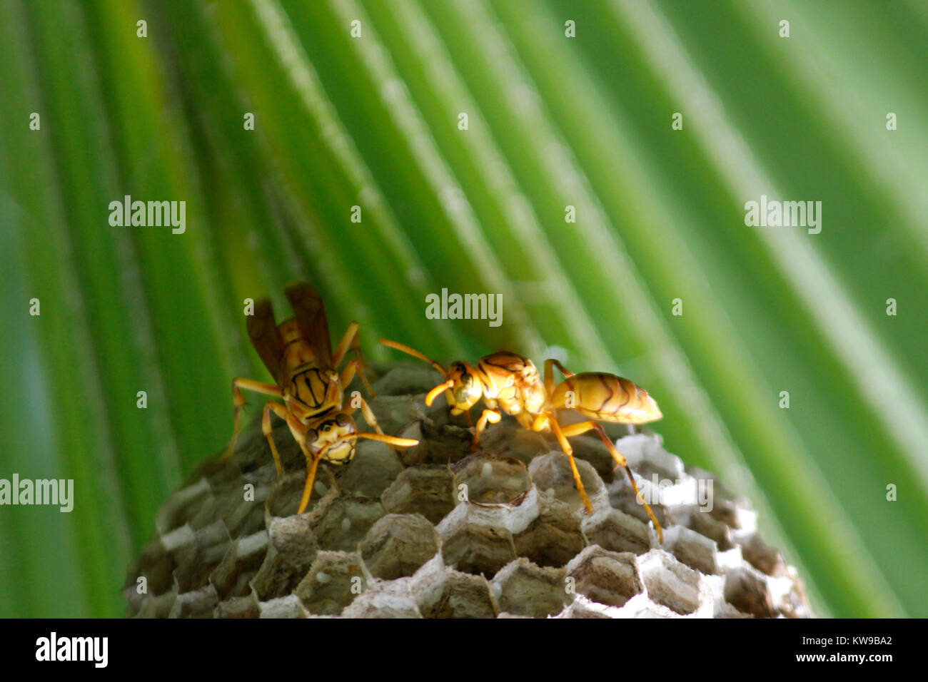 Vespe sociali - il nido in Bangladesh Foto Stock