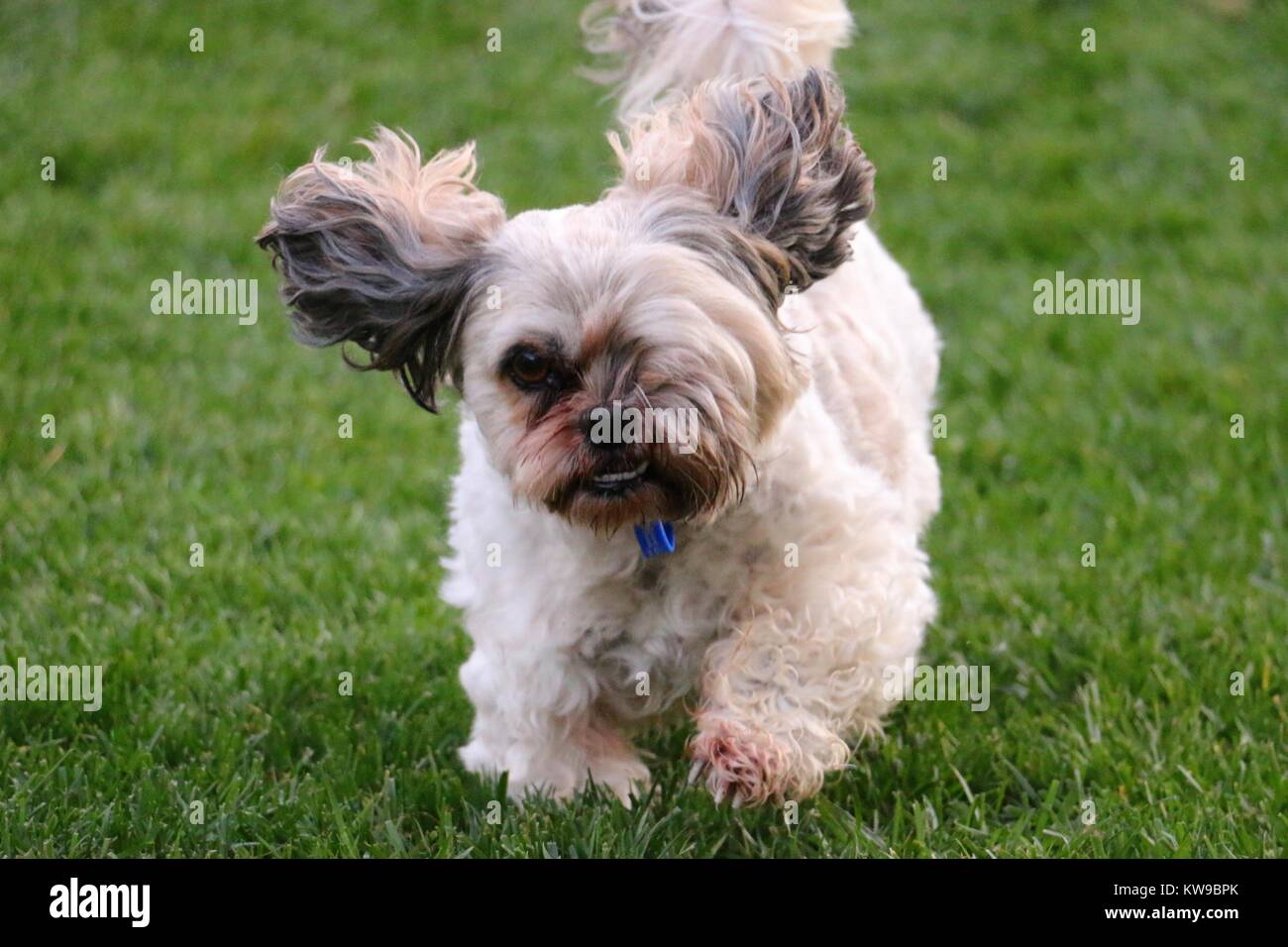 Uno eyed cane testa in esecuzione sulle orecchie battenti Foto Stock