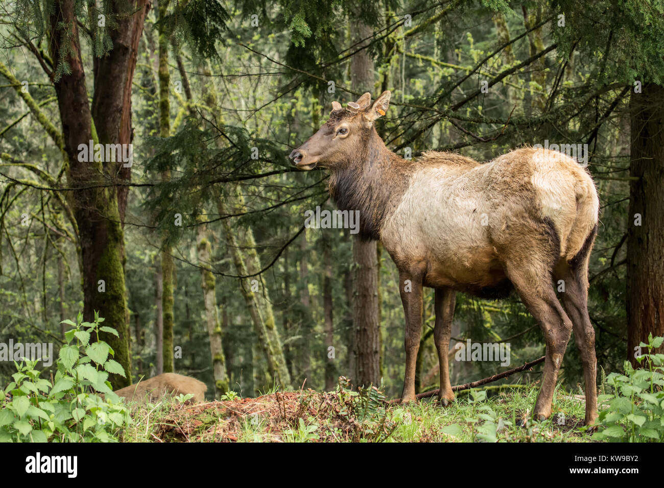 Maschio di Roosevelt Elk con il suo palchi rifilati a Northwest Trek Wildlife Park nei pressi di Eatonville, Washington, Stati Uniti d'America Foto Stock