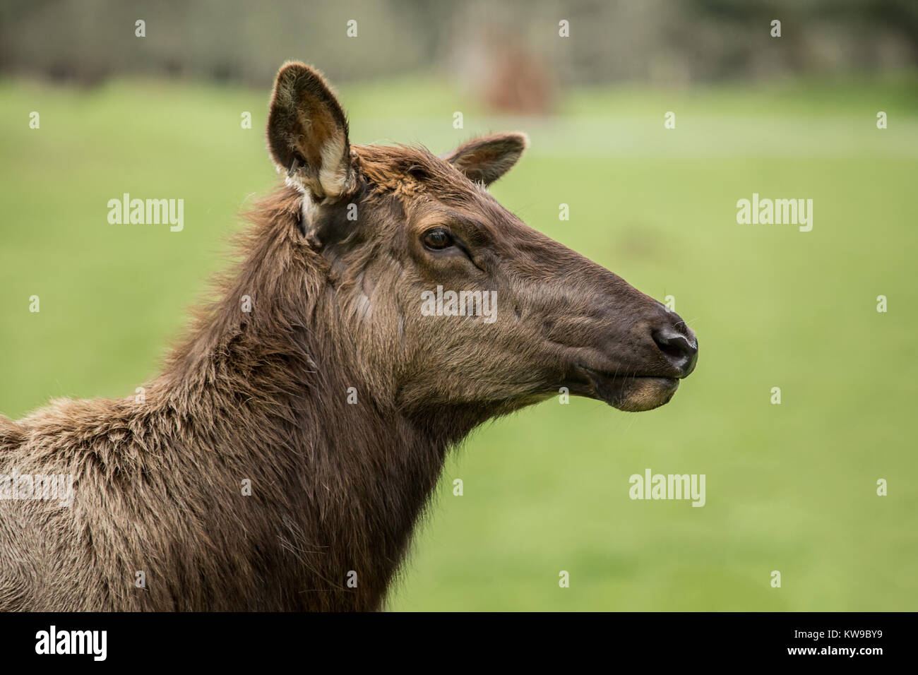 Femmina di Roosevelt Elk ritratto a Northwest Trek Wildlife Park nei pressi di Eatonville, Washington, Stati Uniti d'America Foto Stock