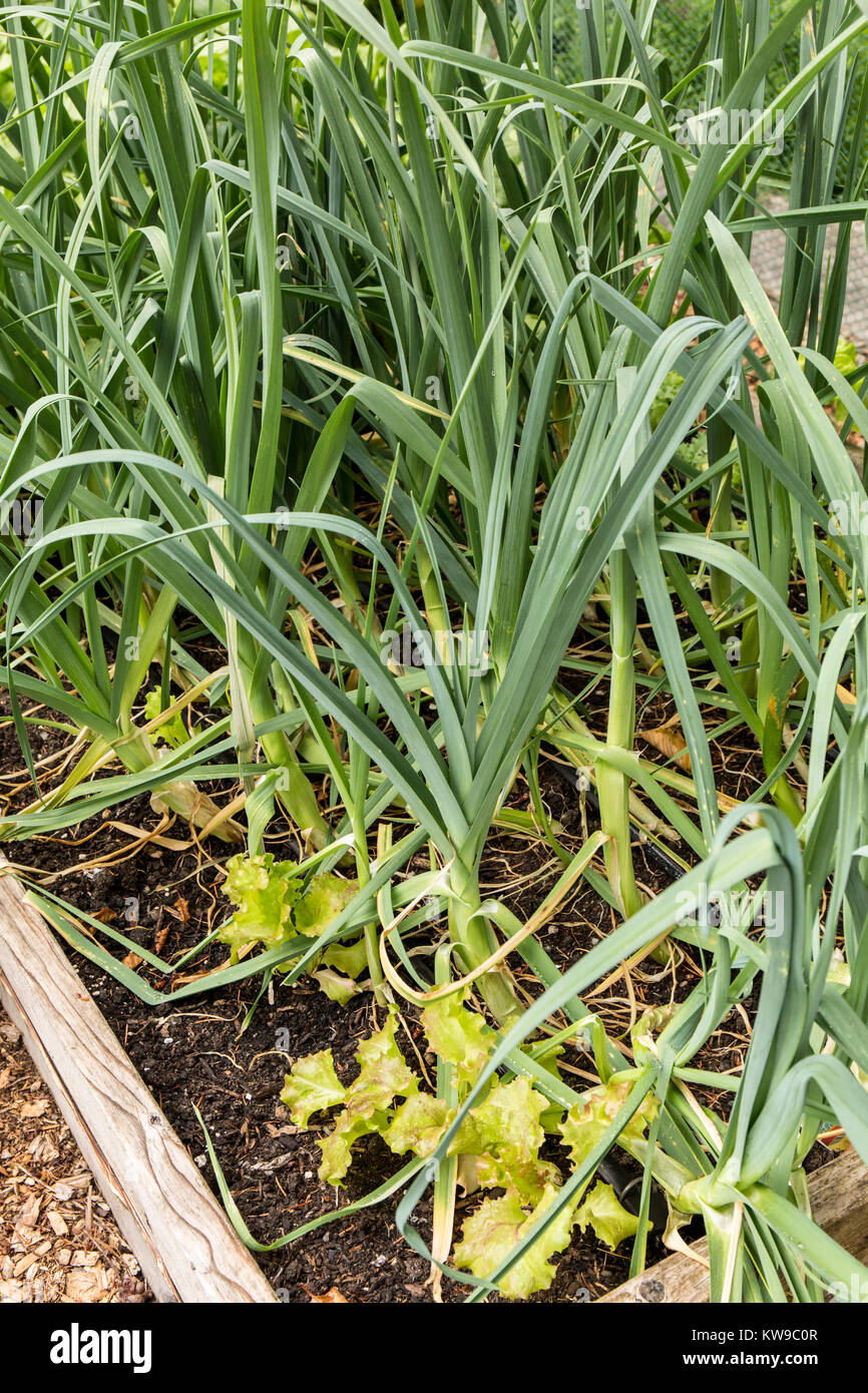 Porri e lattuga inizia in un letto rialzato giardino in Issaquah, Washington, Stati Uniti d'America. La lattuga è un compagno di impianto per i porri. Foto Stock