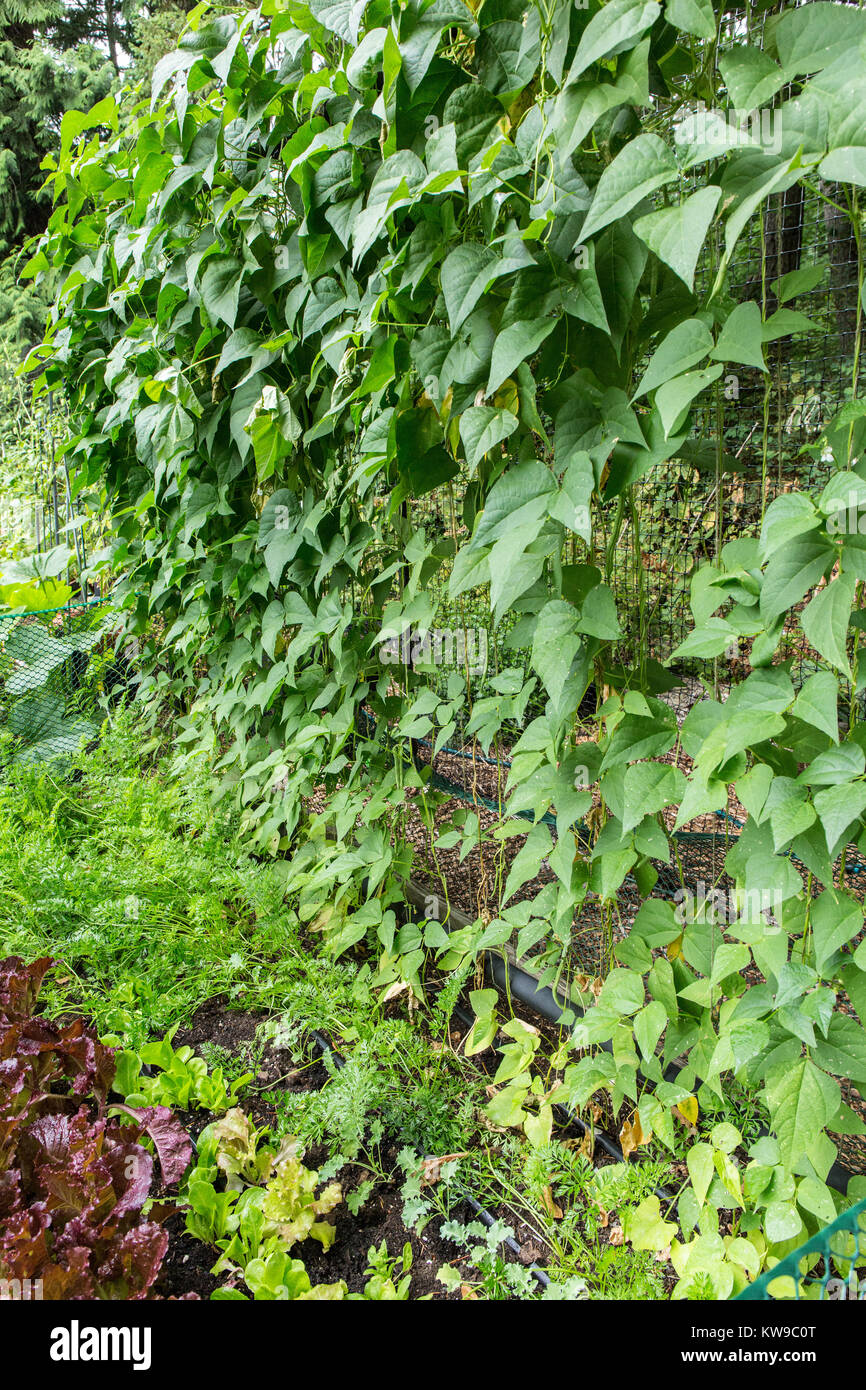 Monte Cristo pole fagioli, Merlot looseleaf lattuga, Yaya carote, e kale inizia in un giardino in Issaquah, Washington, Stati Uniti d'America. Foto Stock