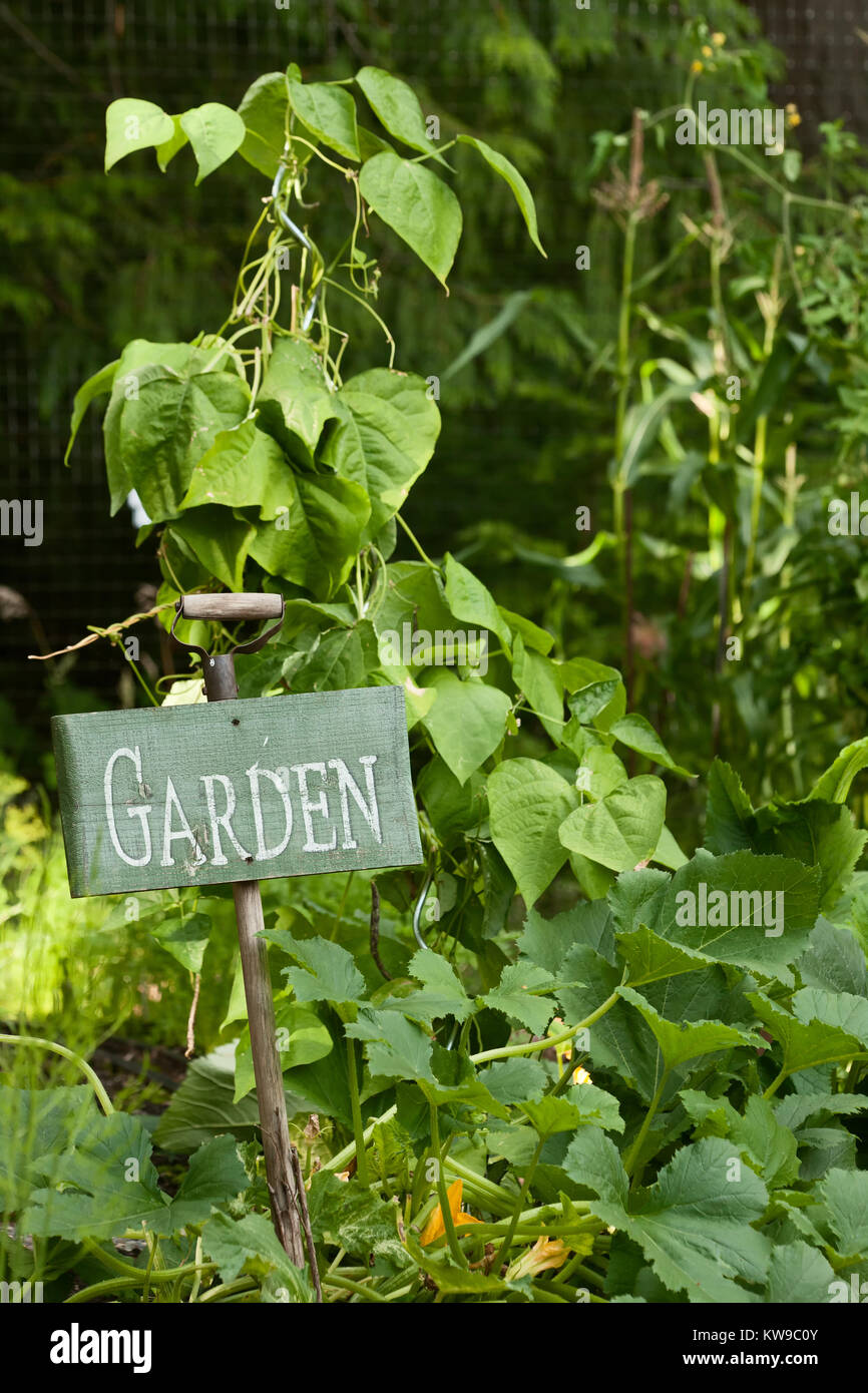 Segno del giardino sul vecchio manico pala, con la cera fagioli, mais e Zucche crescono all'Mirrormont Pea Patch comunità giardino in Issaquah, Washington, Stati Uniti d'America. Foto Stock