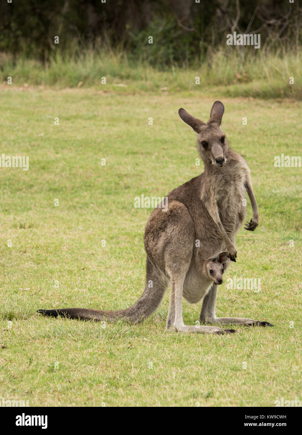 Nativi Australiani Kangaroo madre con bambino joey in una custodia in piedi in campo Foto Stock