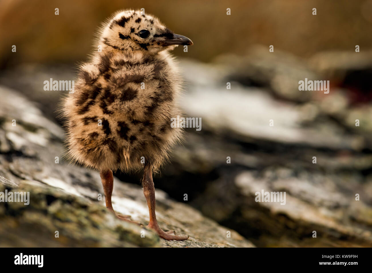 Grande nero-backed Gull chick (Larus marinus) presso il norvegese bird-isola Runde Foto Stock