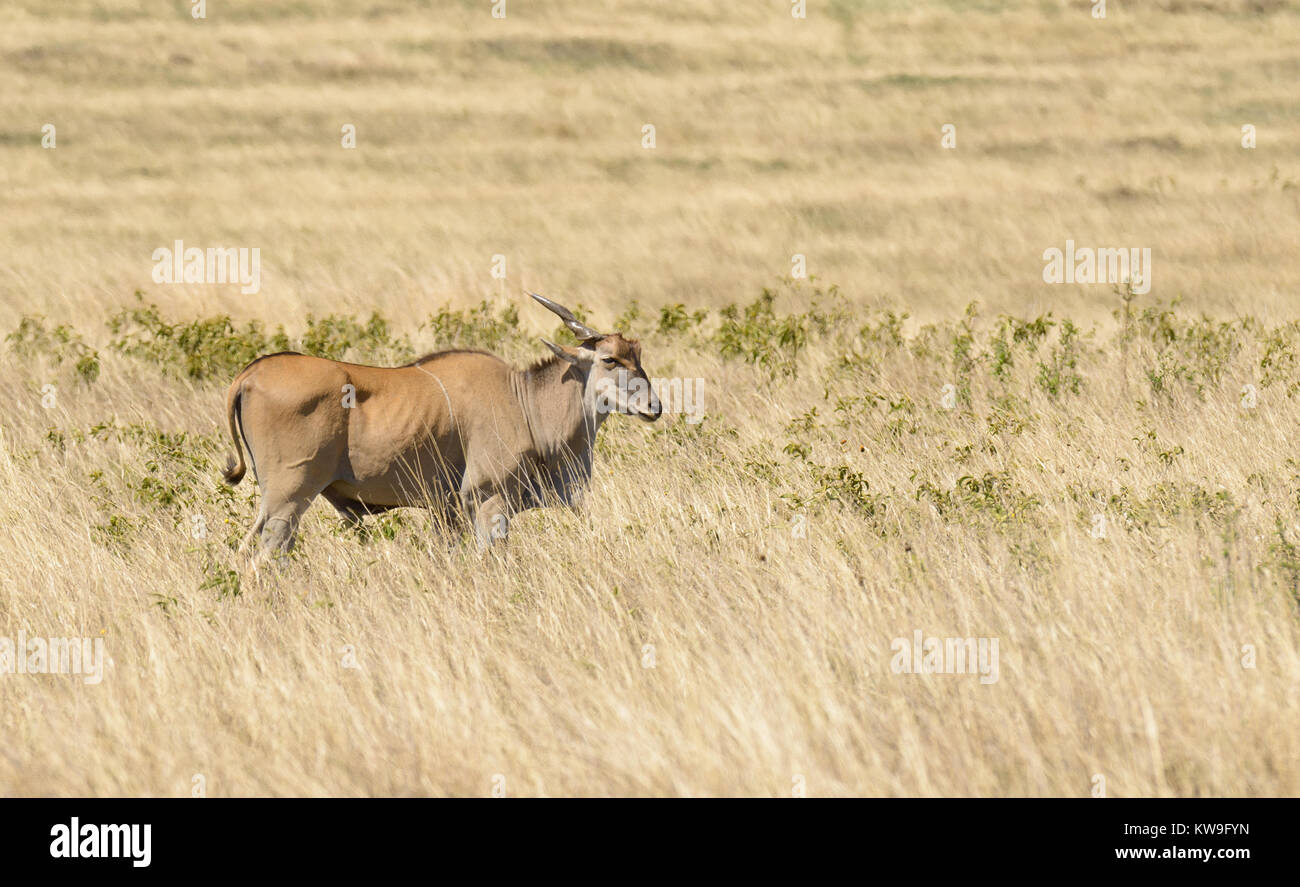Eland (nome scientifico: Taurotragus oryx o 'Pofu' in Swaheli) nel Ngorogoro National Park, Tanzania Foto Stock
