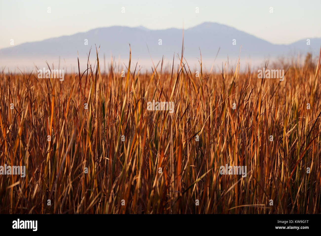 Densa di crescita delle paludi di cattails (Typha) nel tardo pomeriggio dorato al Salton Sea, California, con pale lontane blue mountain e nebbia. Foto Stock
