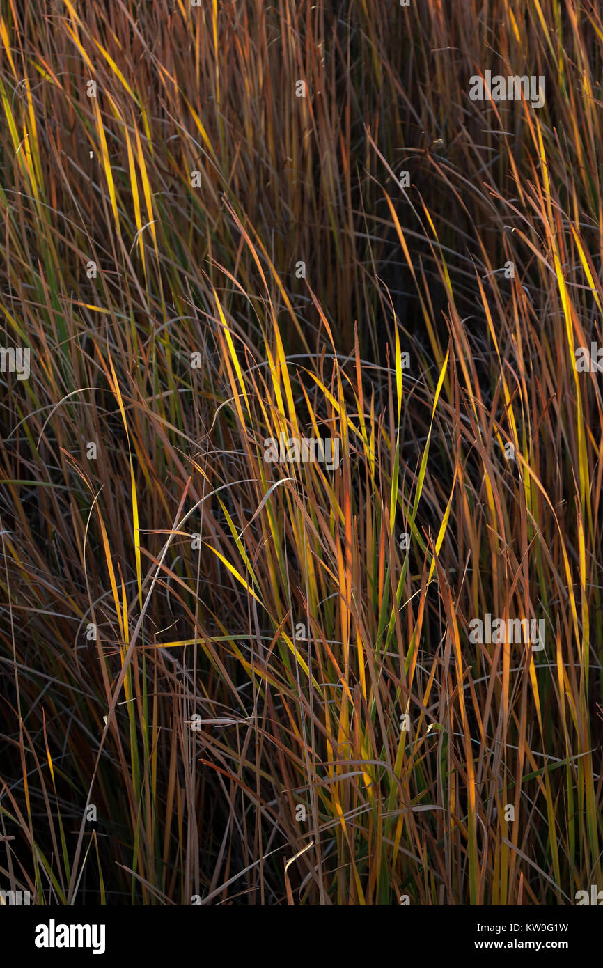 Sole, colpendo le lame di Tifa di foglie in una fitta zona umida di marsh nel tardo pomeriggio al Salton Sea, California; è l'ora d'oro, molto colorato Foto Stock