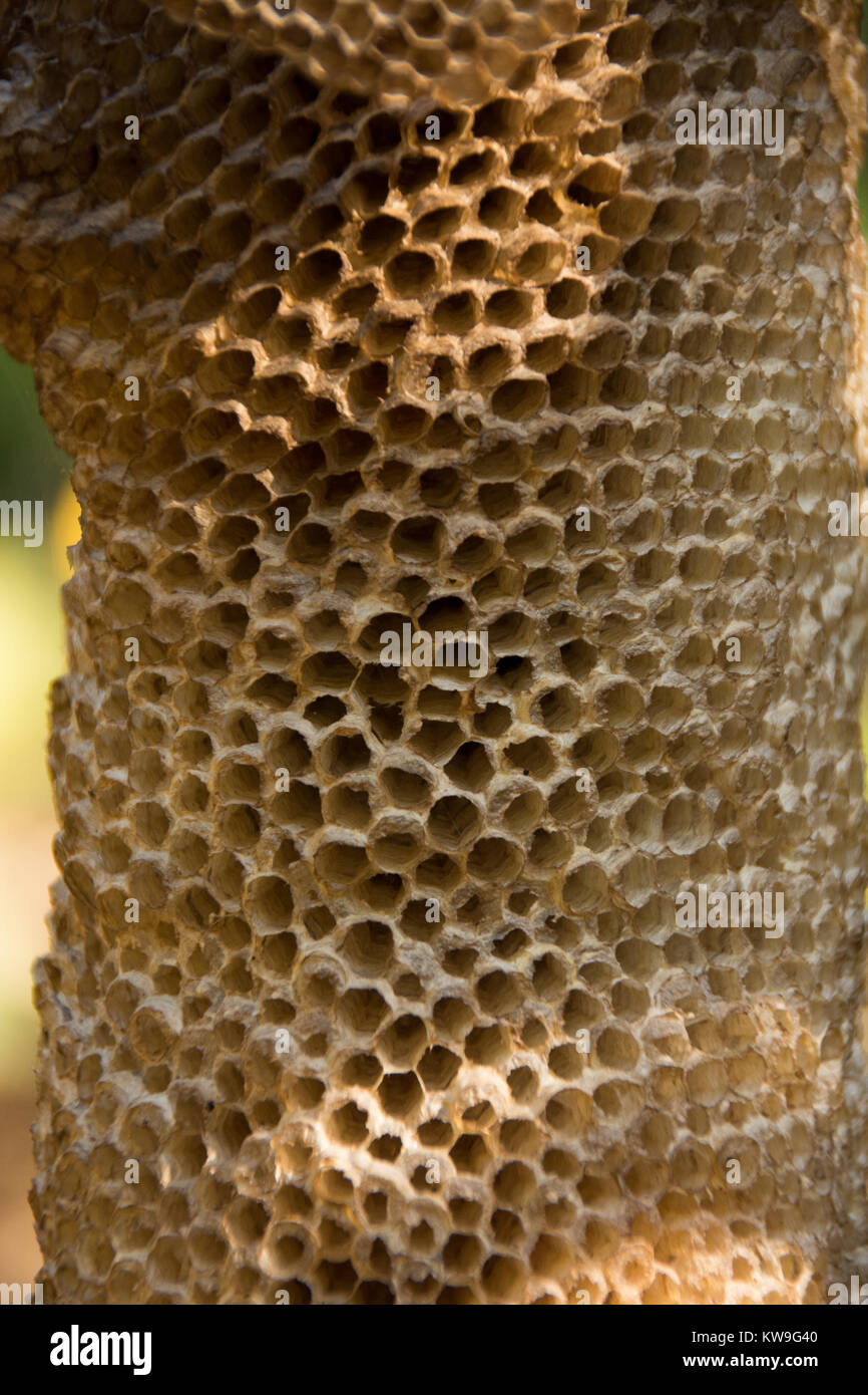 Organici di favi nel giardino botanico di Luang Prabang, Laos Foto Stock