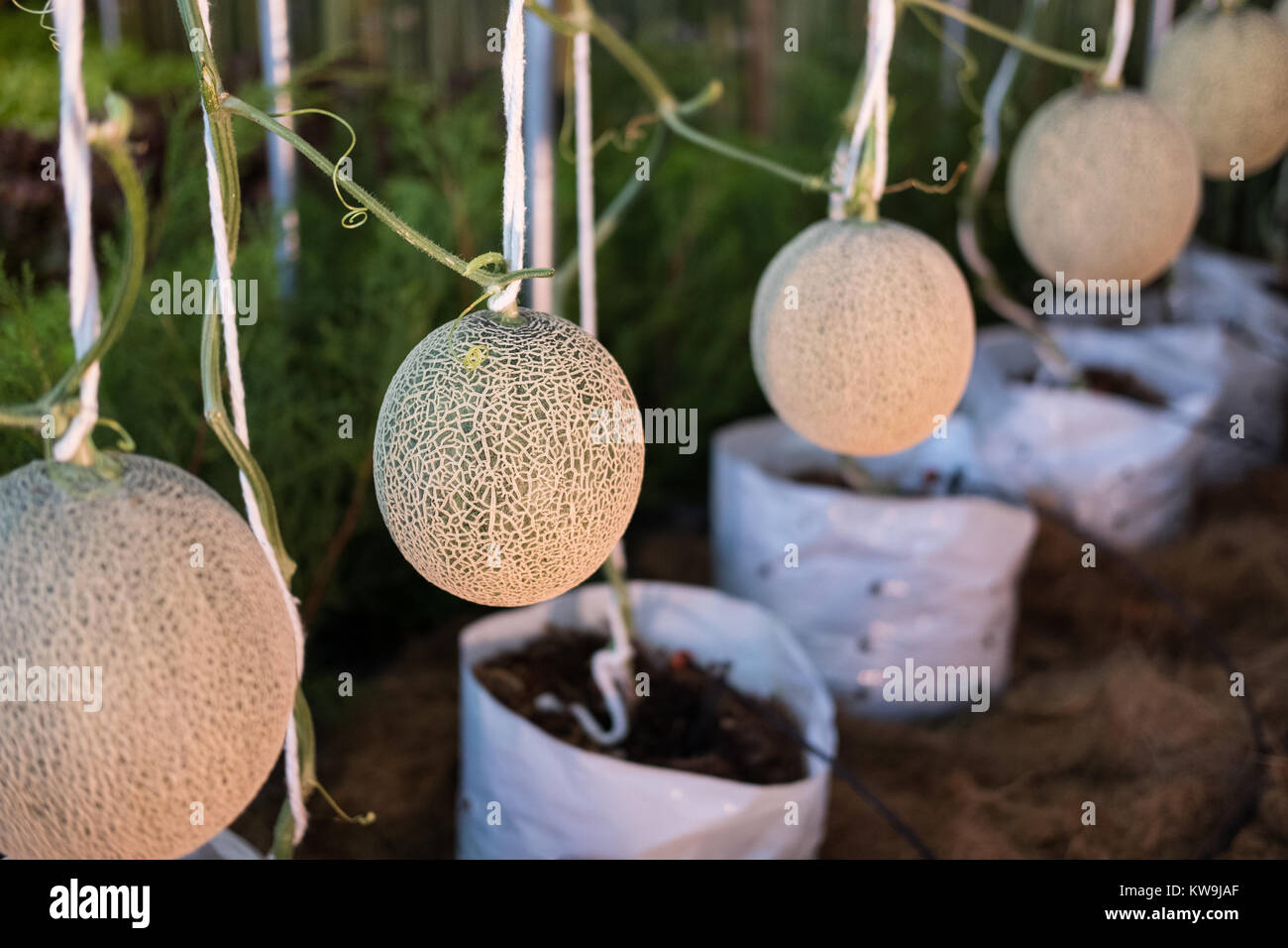 Cantaloup melone verde cresce in una fattoria supportato dalla stringa di reti di melone Foto Stock