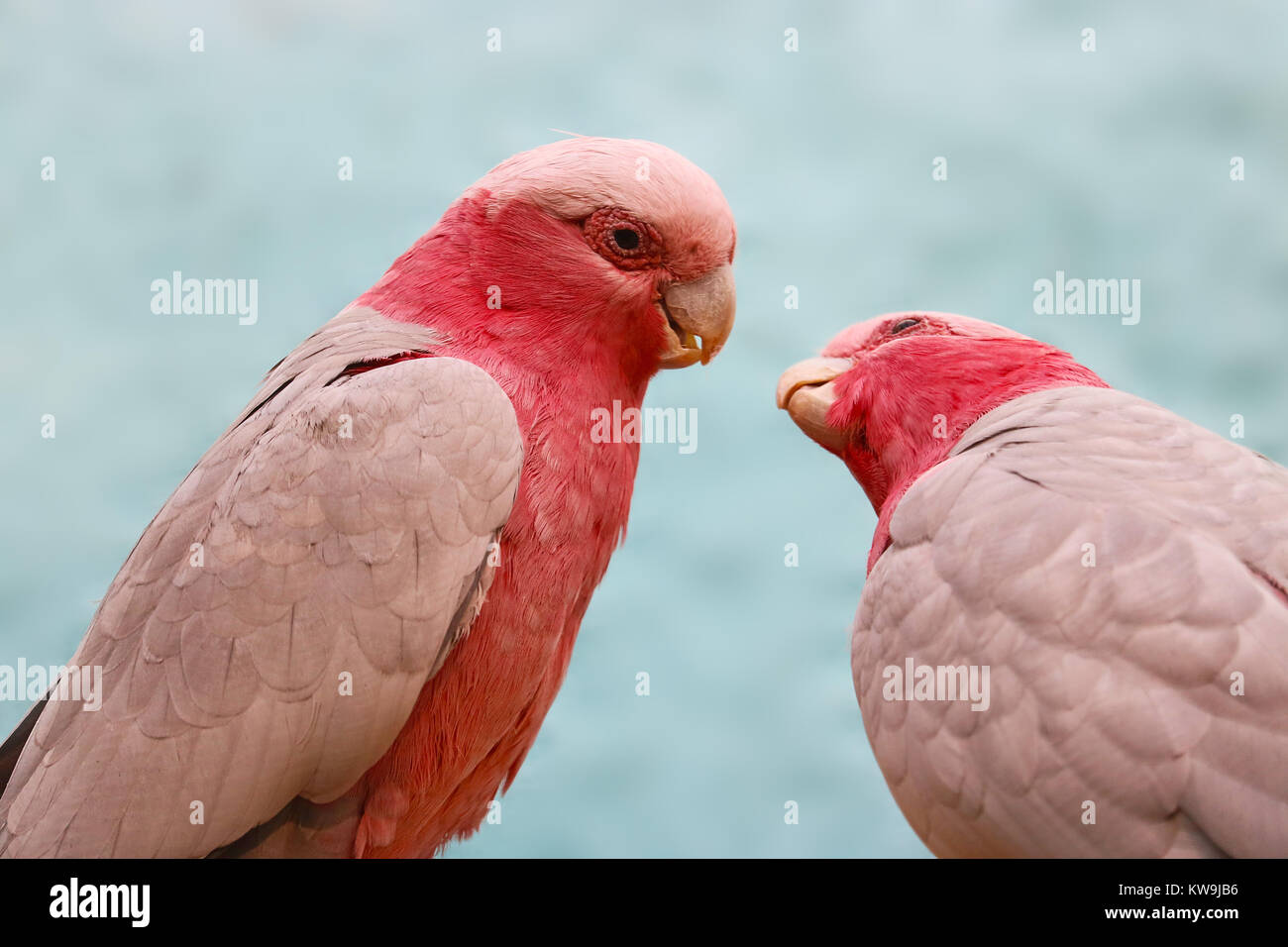 Un paio di galah rosa cacatua (eolophus roseicapilla) partendo da baciare Foto Stock