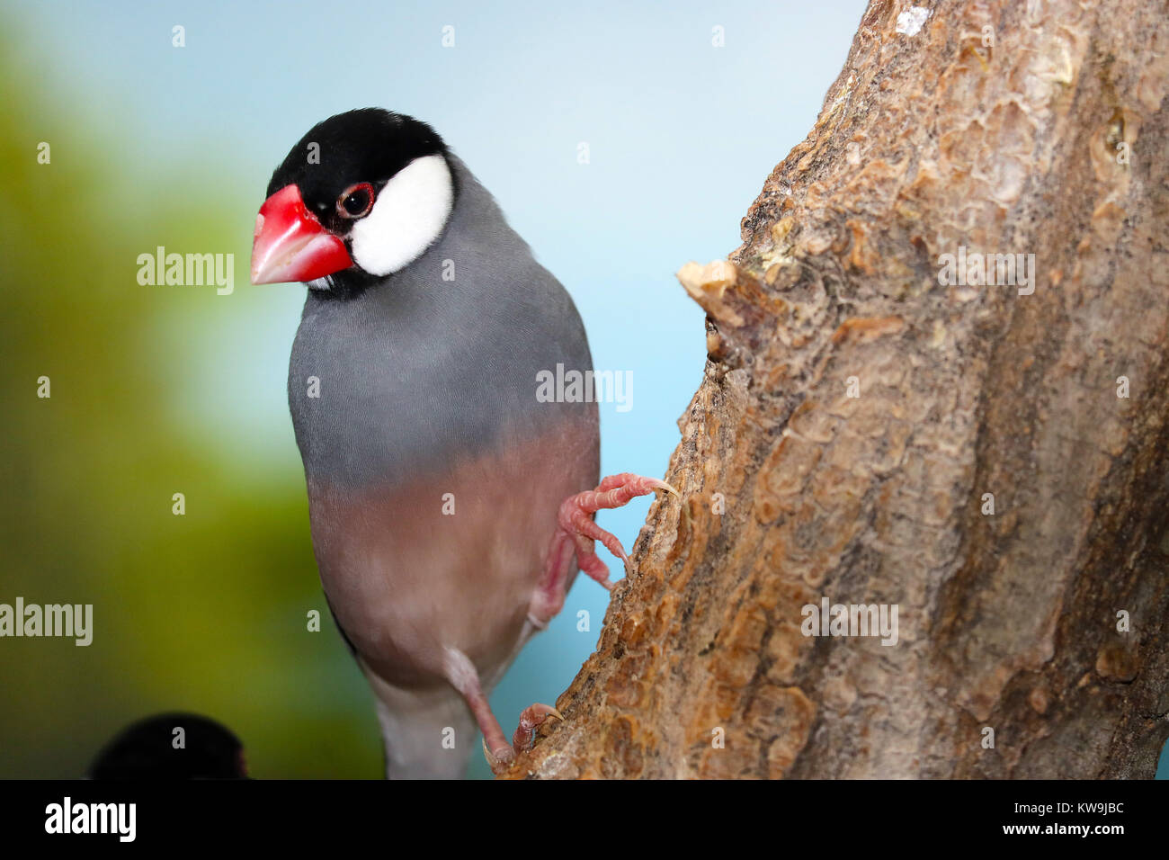 Java sparrow (padda oryzivora) salendo su un tronco di albero Foto Stock