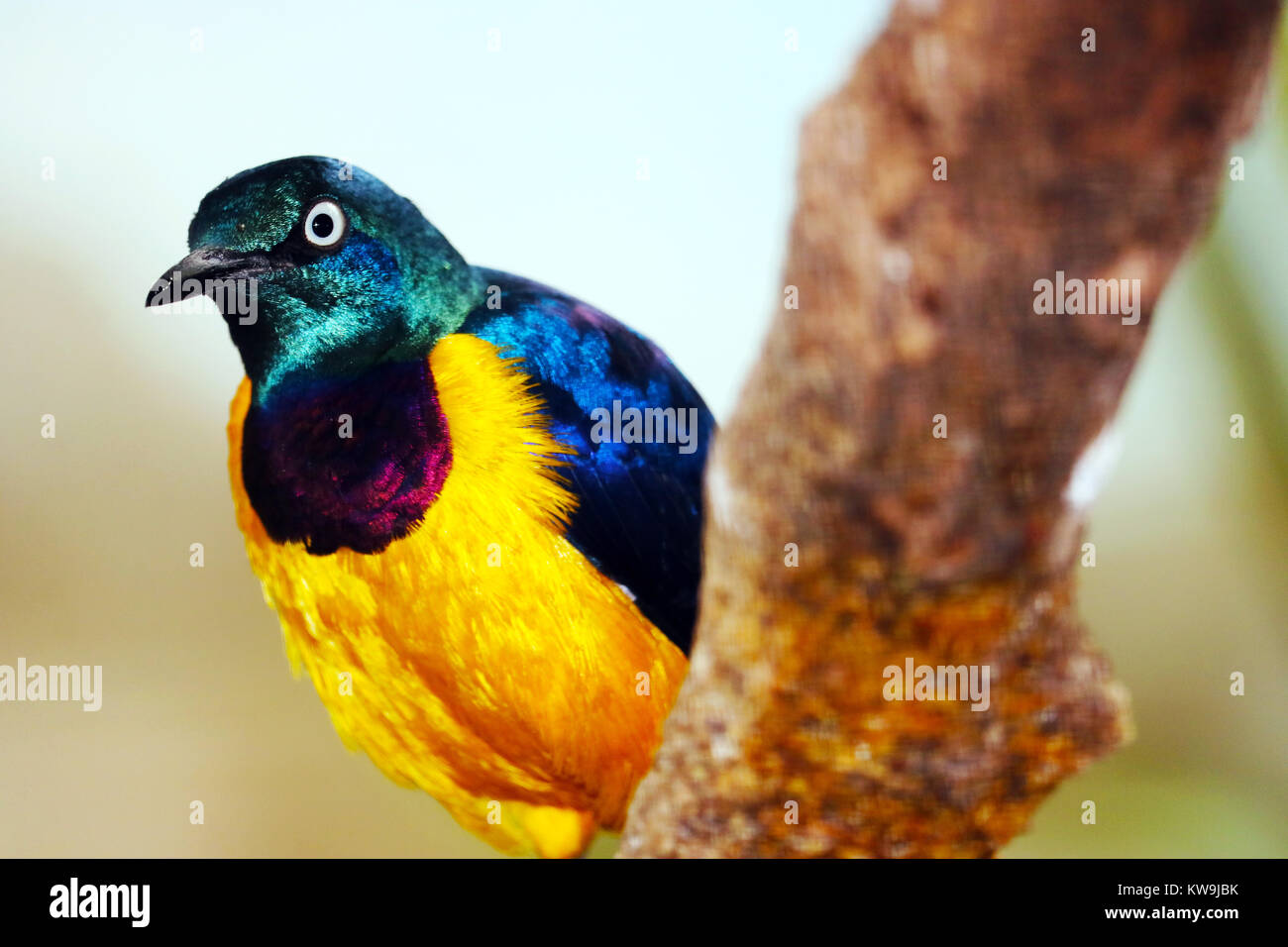 Colorata brillante e lucida di colore metallico golden-breasted starling (Cosmopsarus regius) dall'Africa con il bianco occhi appollaiate su un ramo sfocato Foto Stock
