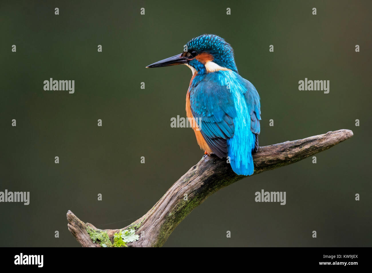 Kingfisher comune Foto Stock