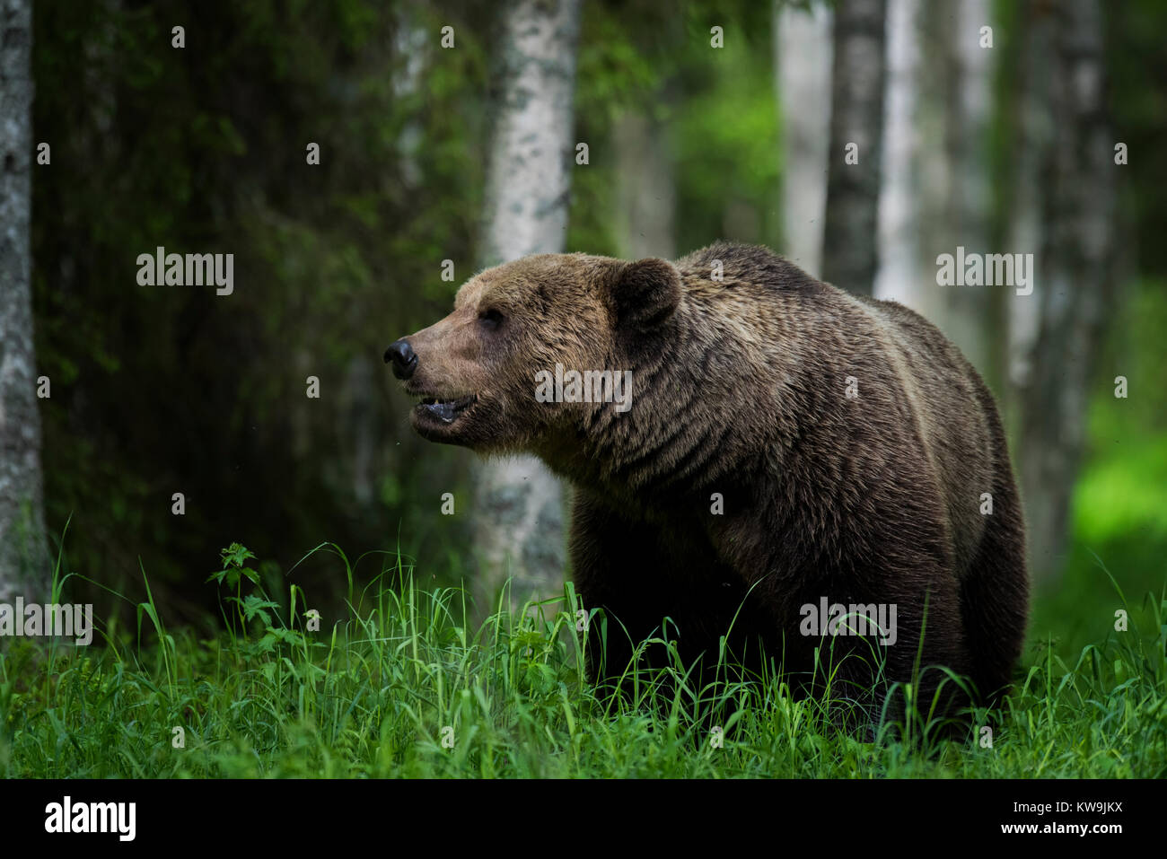 Eurasian orso bruno, Finlandia Foto Stock