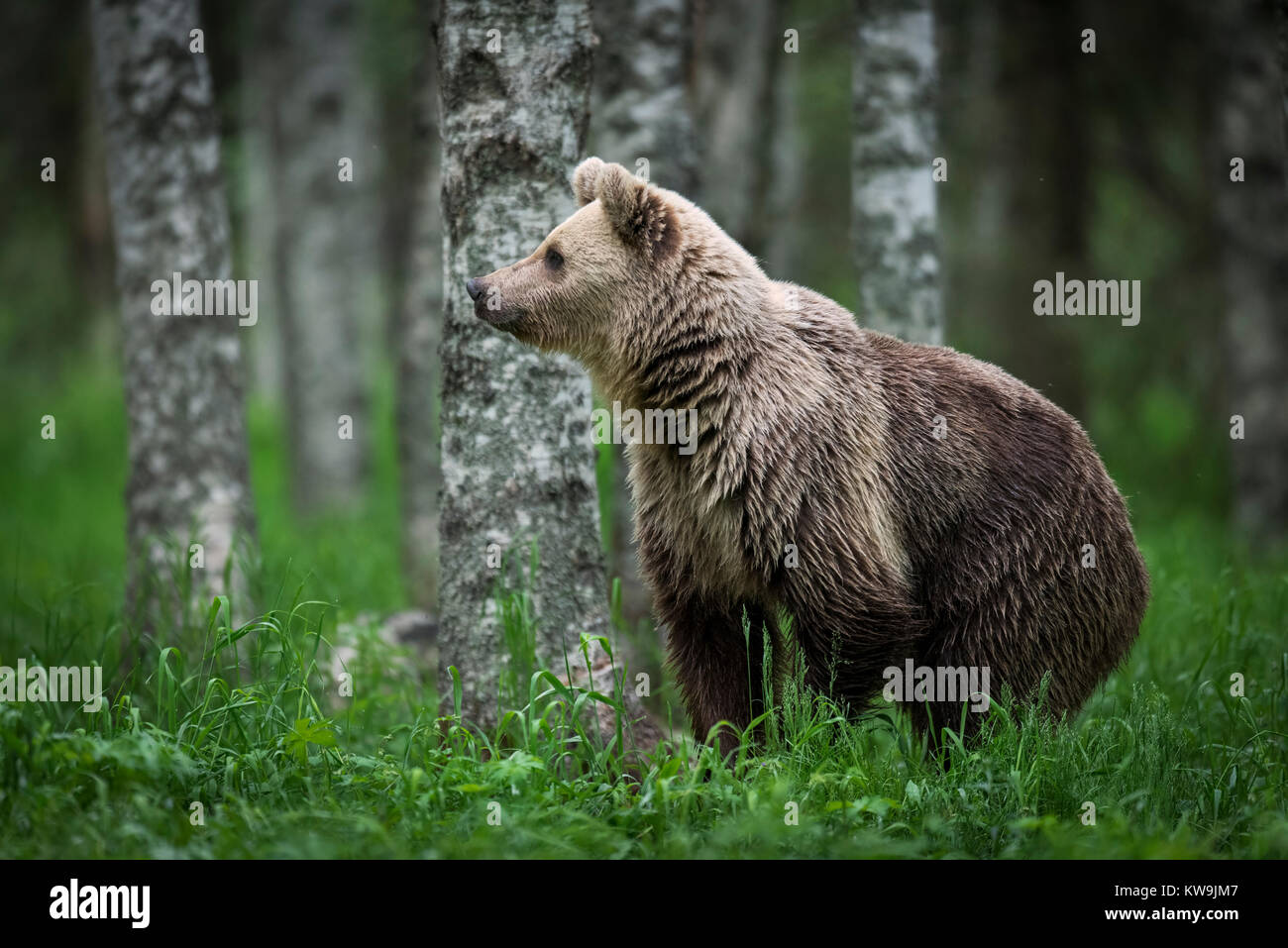 Eurasian orso bruno, Finlandia Foto Stock
