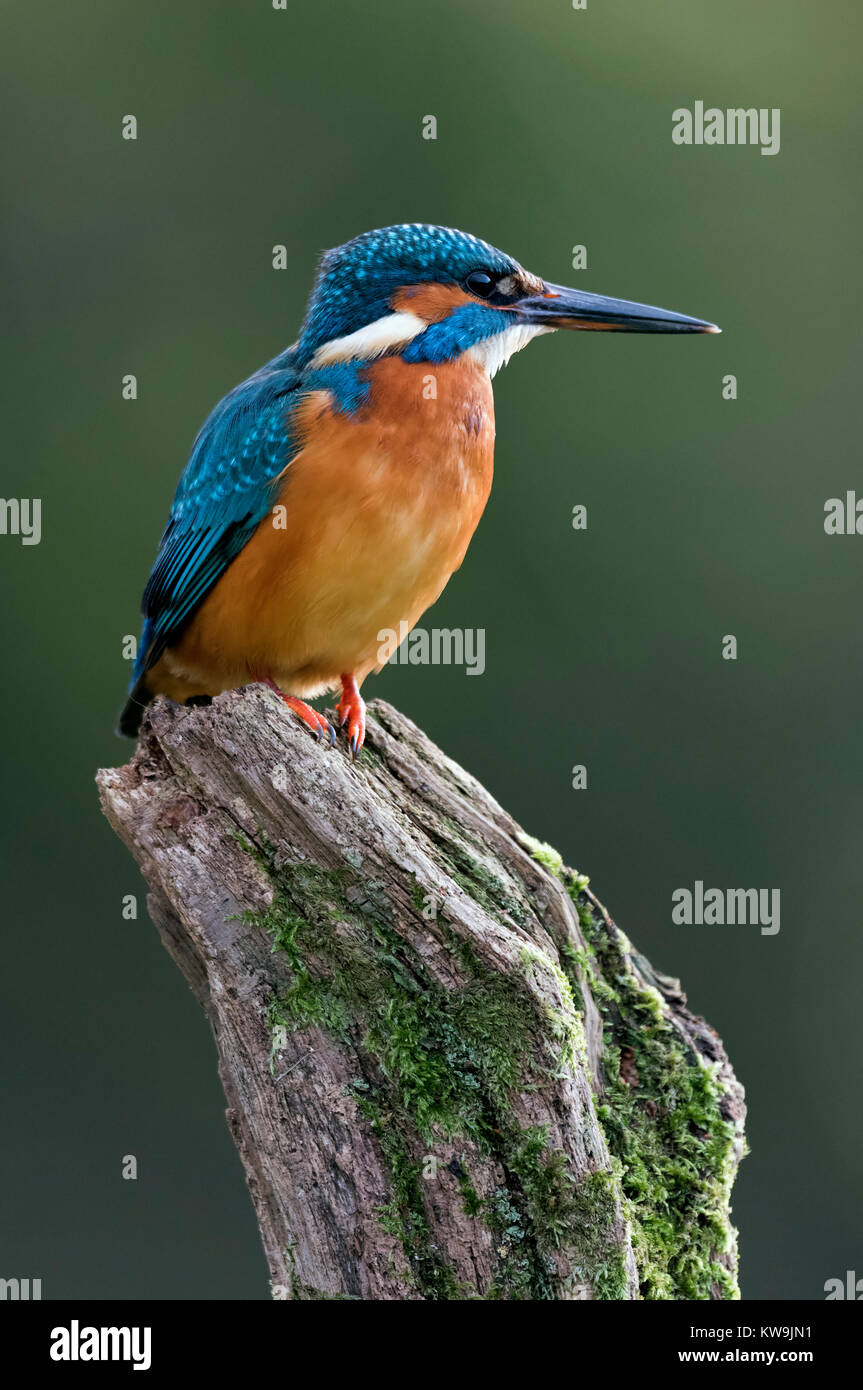 Kingfisher comune Foto Stock