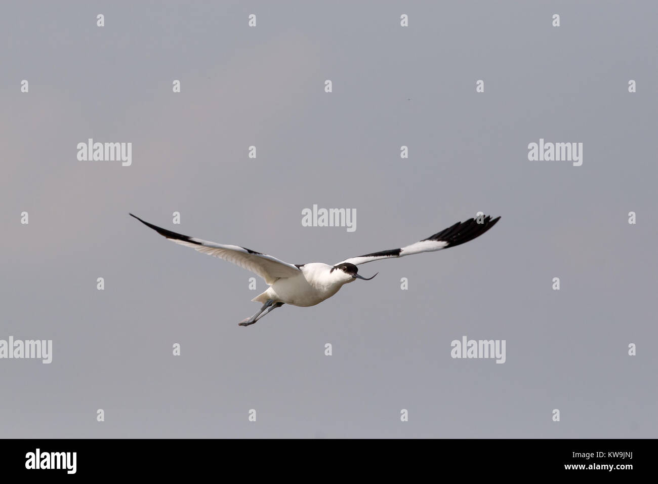 Avocetta Recurvirostra avosetta, in volo, molla, NORFOLK REGNO UNITO Foto Stock