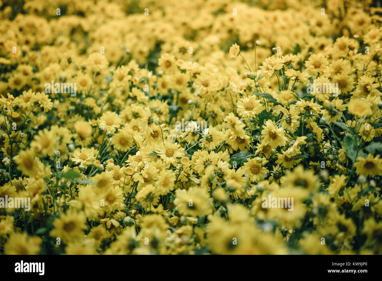 Crisantemo giallo. fiore in fiore nel giardino. flora campo. sullo sfondo della natura Foto Stock