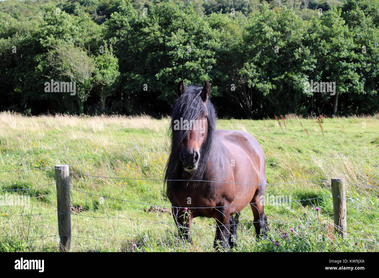 Un cavallo in campagna Foto Stock