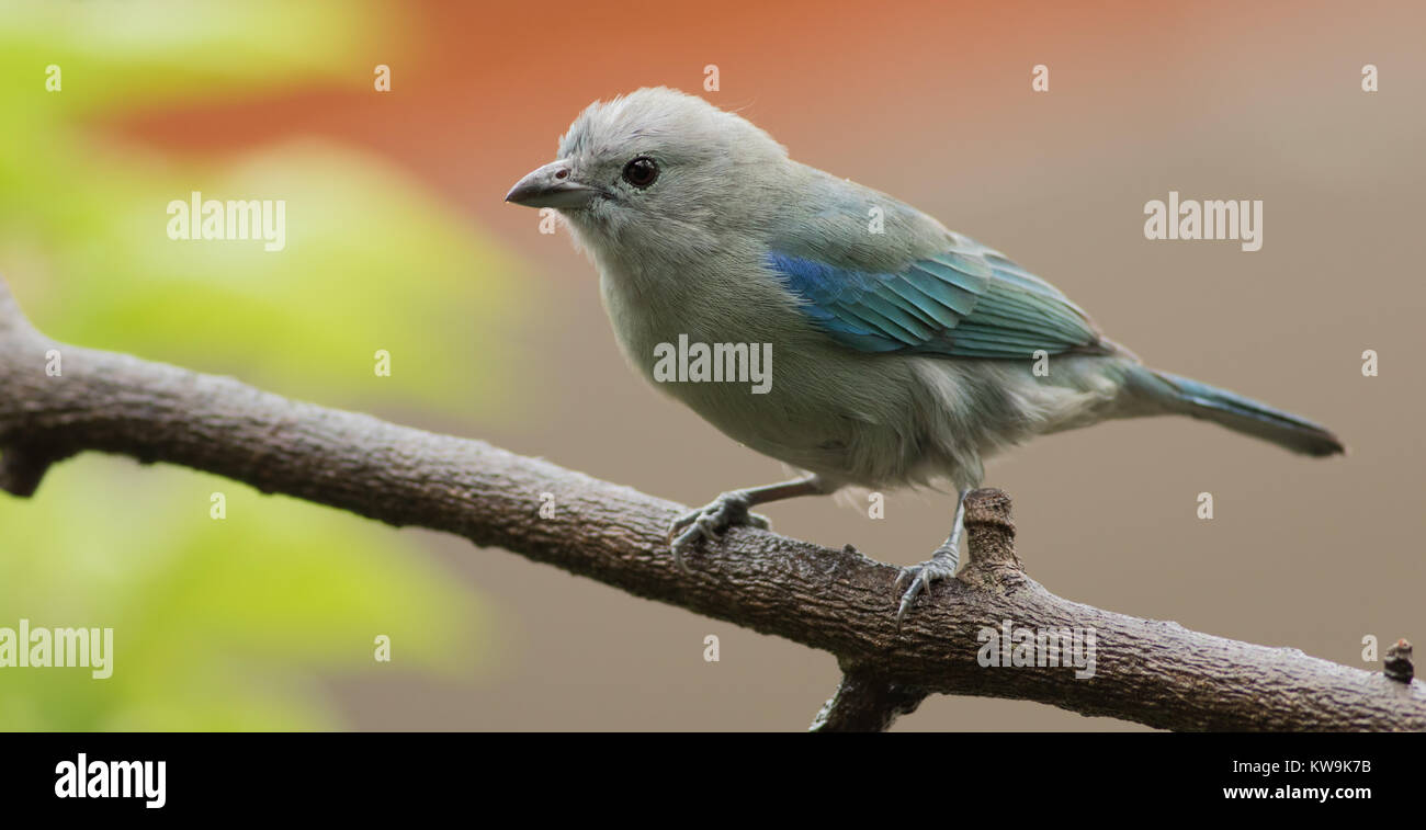 Colore grigio-blu Tanager (Thraupis episcopus) è uno dei più diffusi, e onnipresente, uccelli della pianura umida neotropicale. Foto Stock