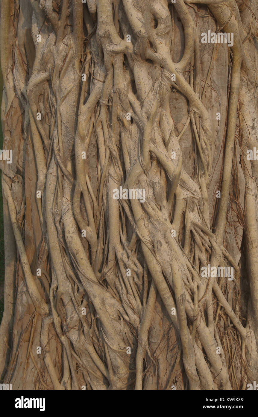 In prossimità delle radici aeree di un banyan tree Foto Stock
