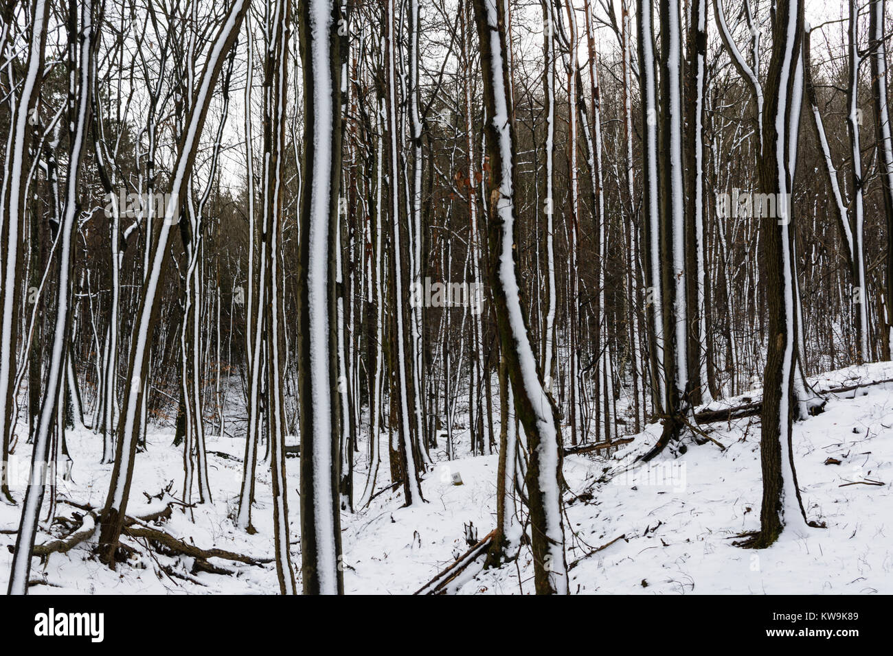Kaltenleutgeben: alberi di faggio legno di faggio forest snow, Wienerwald, Vienna Woods, Niederösterreich, Austria Inferiore, Austria Foto Stock