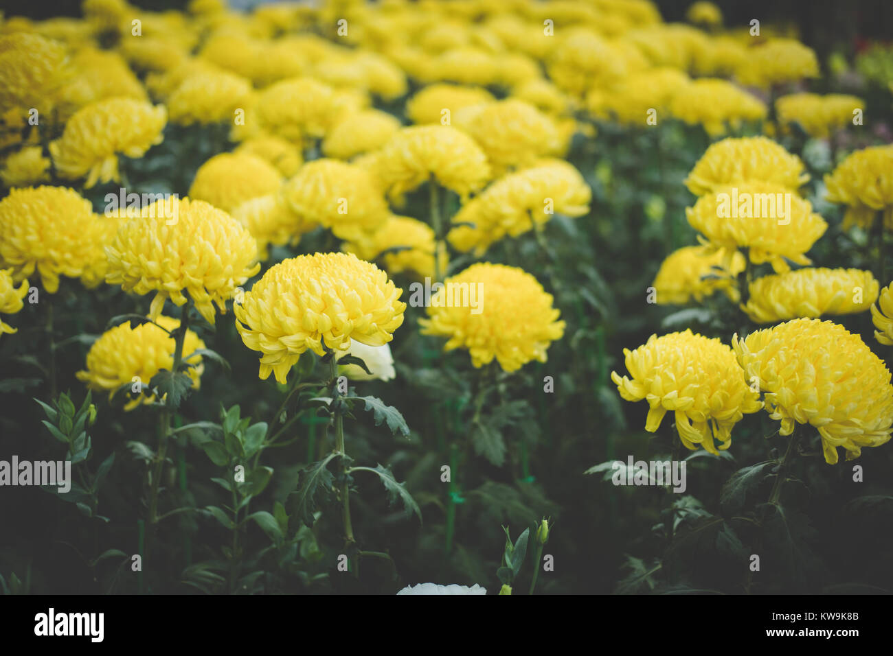 Crisantemo giallo. blooming aster fiore nel giardino. flora campo. sullo sfondo della natura Foto Stock