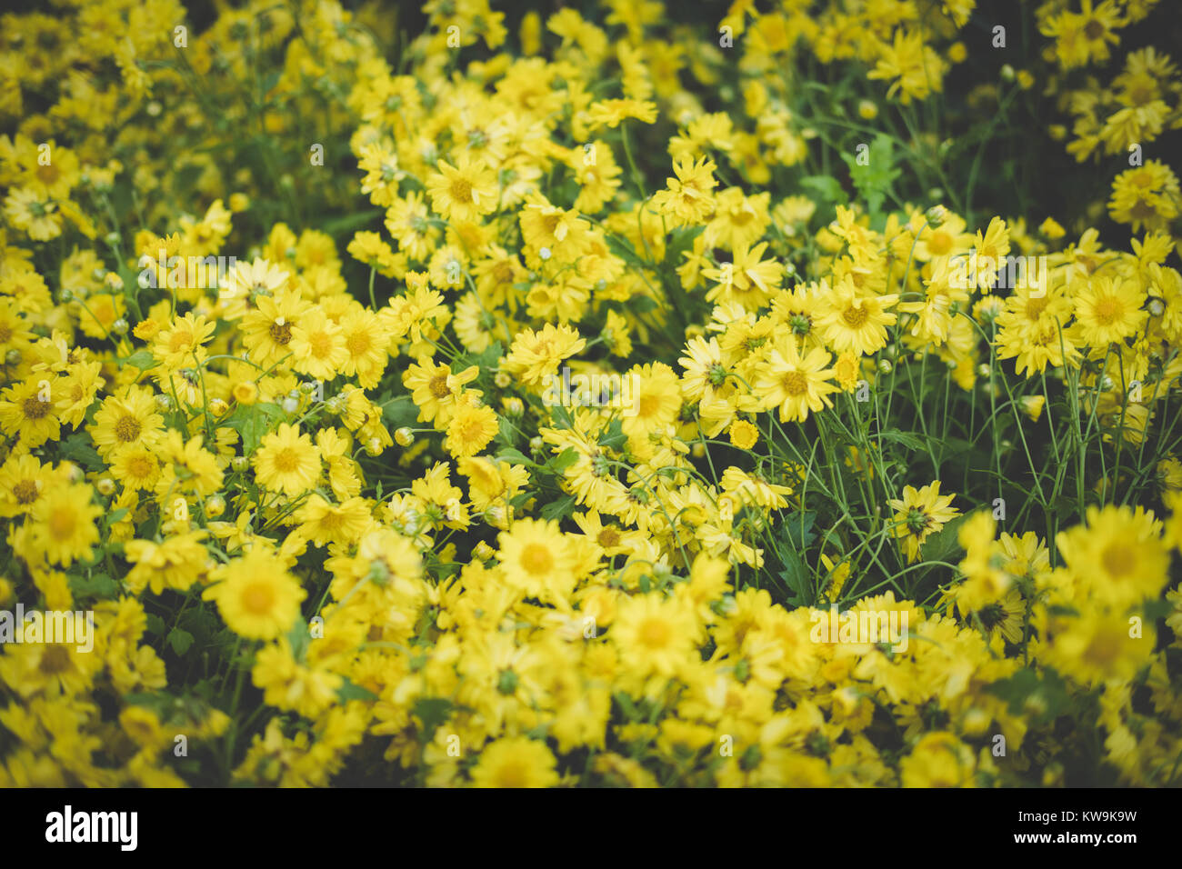 Crisantemo giallo. fiore in fiore nel giardino. flora campo. sullo sfondo della natura Foto Stock