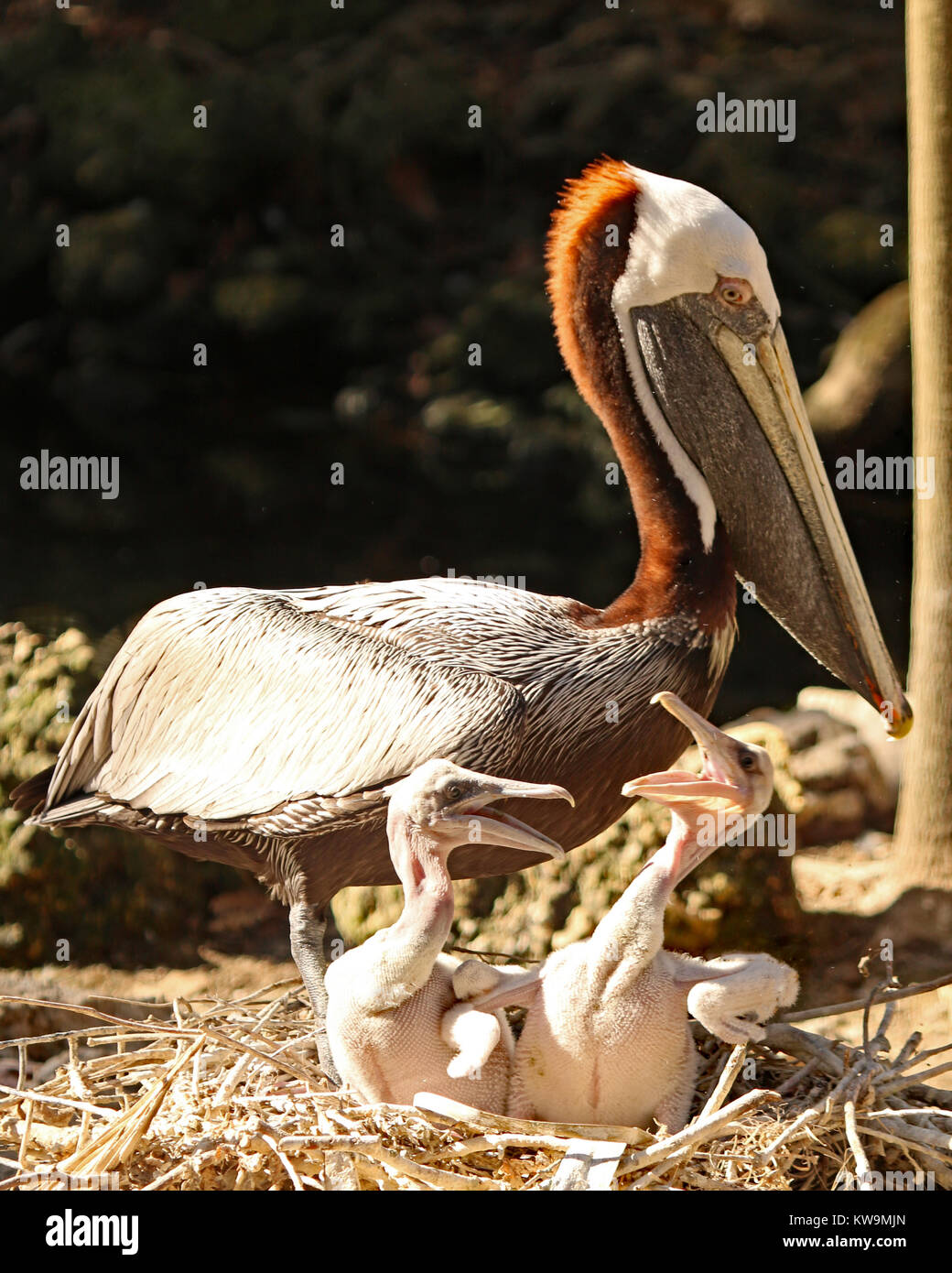 Il bambino affamato pellicani marroni con la madre nel nido Foto Stock