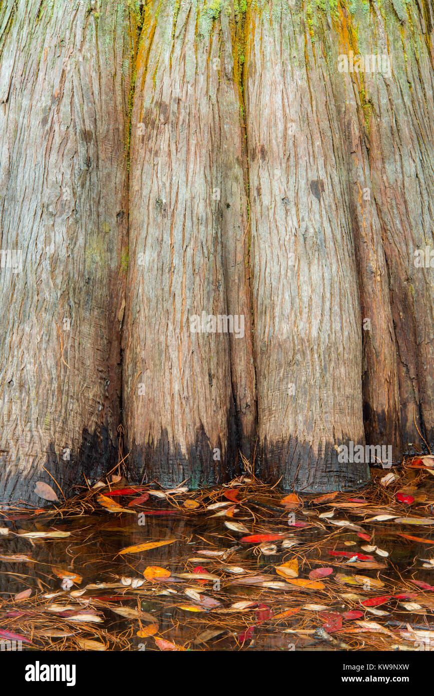 Cipresso calvo, Cypress Swamp, Carolina Bay, Cattedrale Bay patrimonio preservare la fauna selvatica, SC, Stati Uniti d'America, da Bill Lea/Dembinsky Foto Assoc Foto Stock