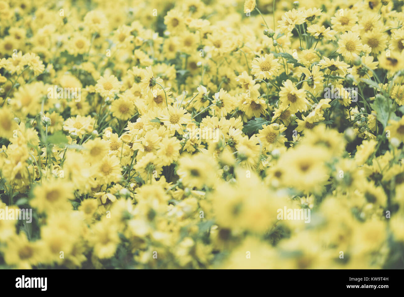 Crisantemo giallo. fiore in fiore nel giardino. flora campo. sullo sfondo della natura Foto Stock