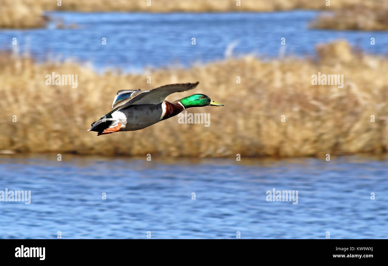Mallard duck maschio in volo - belle acque blu e erbe delle zone umide in background Foto Stock