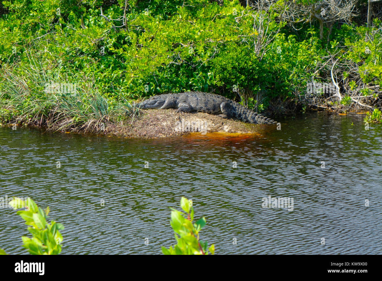 Messico, Cozumel. Crocodile crogiolarsi al sole nella Punta Sur Park, Isla de Cozumel (Isola di Cozumel) Foto Stock