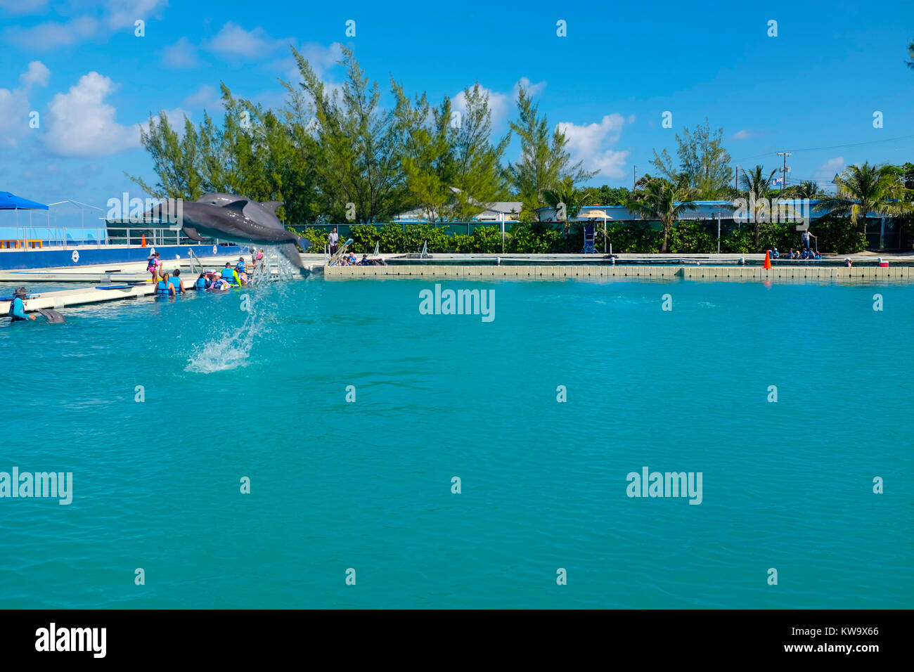 Dolphin Discovery, West Bay, a Grand Cayman. Foto Stock