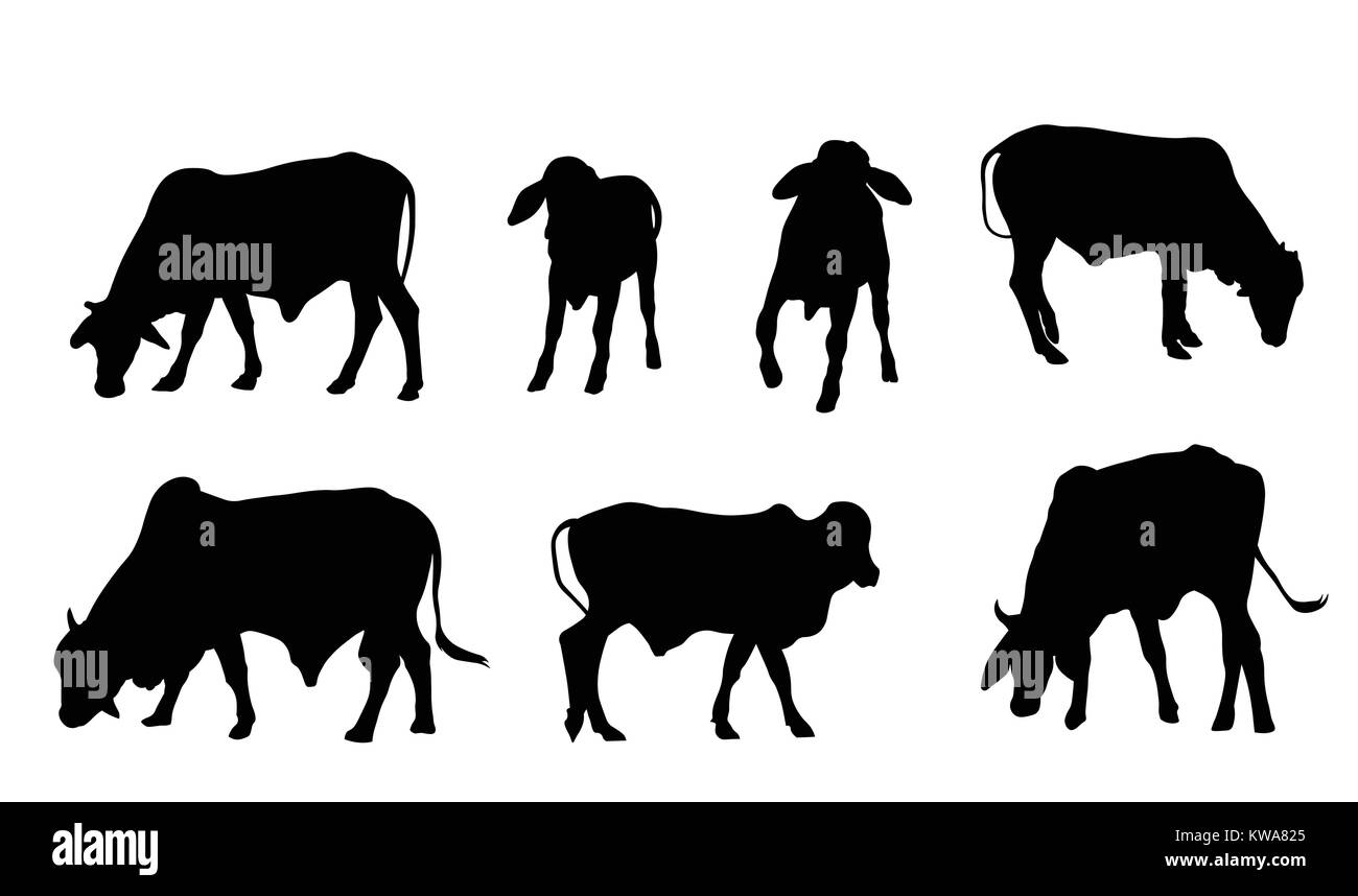 Vacche silhouette. Essi sono mangiare erba da diverse parti. Illustrazione Vettoriale