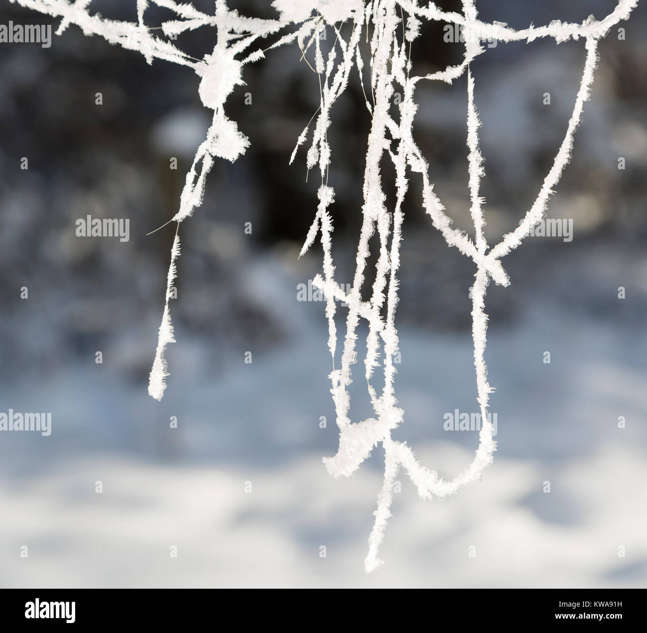 Ghiaccio impianto rivestito di filettature con neve sullo sfondo del paesaggio. Visto in Eifel, Germania d'inverno. Foto Stock