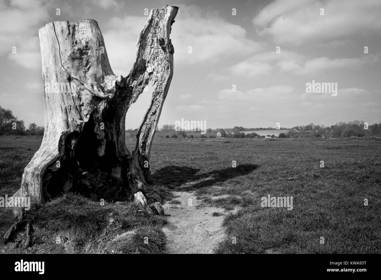Un statuesque cercando tree accanto al fiume Stour, Suffolk Foto Stock