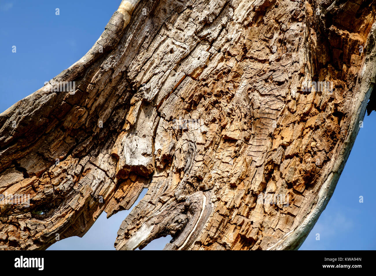 Un statuesque cercando tree accanto al fiume Stour, Suffolk Foto Stock