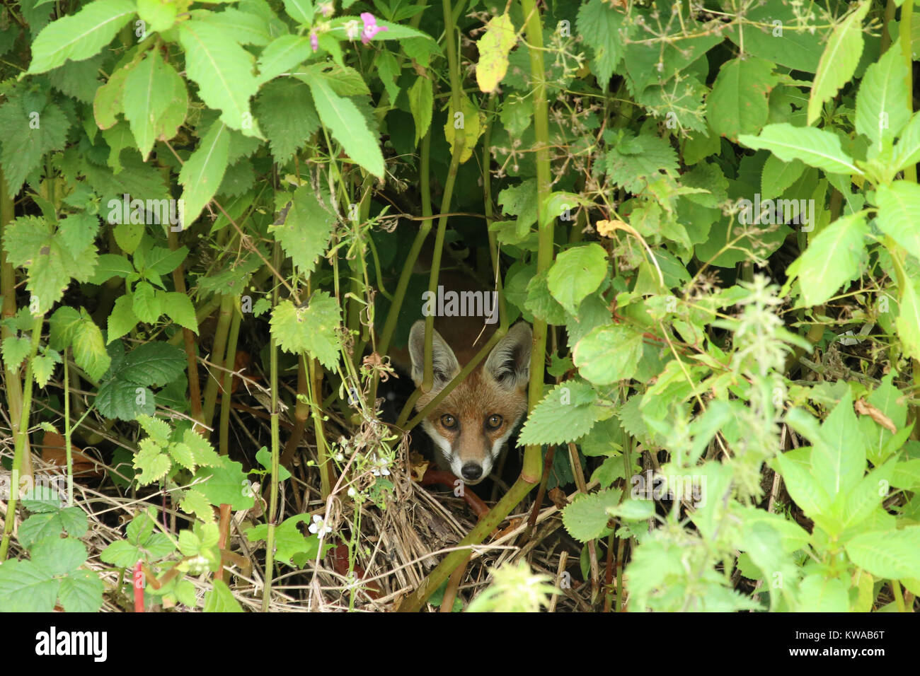 Una volpe rossa, Vulpes vulpes, cautamente coetanei fuori dalla sua posizione di occultamento tra il sottobosco. Foto Stock