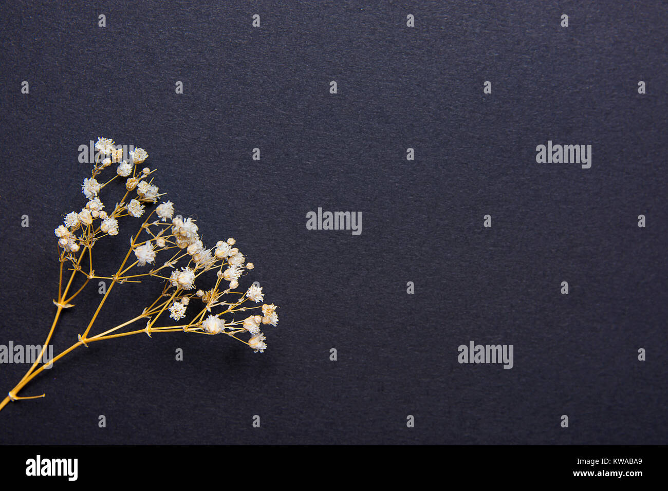 Rametto di piccoli e bianchi secchi fiori di primavera su sfondo nero in stile vintage. Pasqua Festa della Mamma concetto. Stile minimalista. Sito Web Modello di pagina di intestazione Co Foto Stock