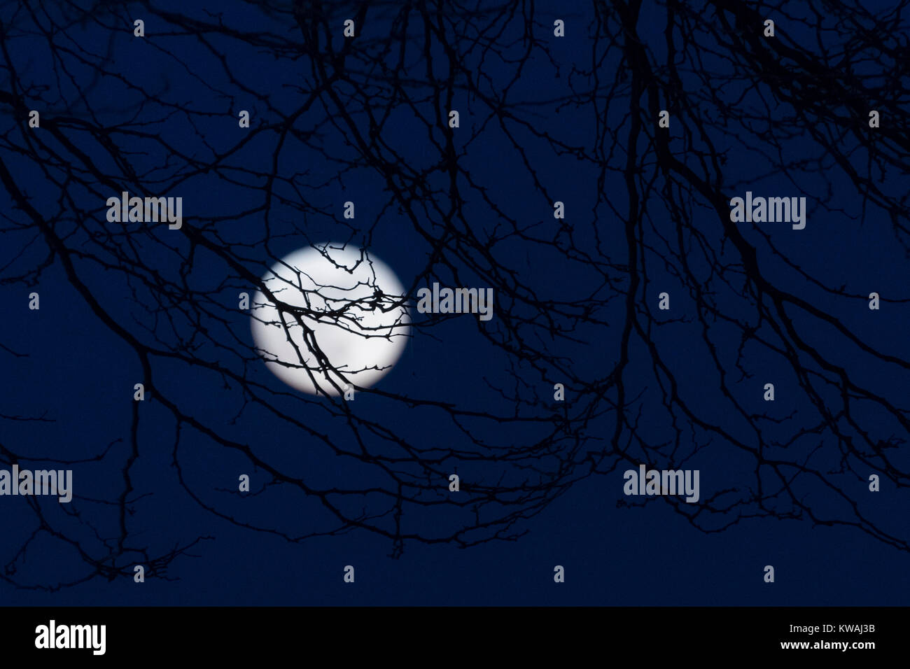 Chicago, Stati Uniti d'America. 1a gen, 2018. Il supermoon è visto che sorge dietro gli alberi su North Avenue beach il giorno di Capodanno. La luna è al suo punto più vicino, il perigeo, a terra durante la sua orbita mensile e compare il 30% più luminoso e 14% più grande. Gennaio 2018 vede un supermoon noto come 'Wolf moon" il 1 gennaio e un "Blue Moon" il 31 gennaio. Credito: Stephen Chung/Alamy Live News Foto Stock