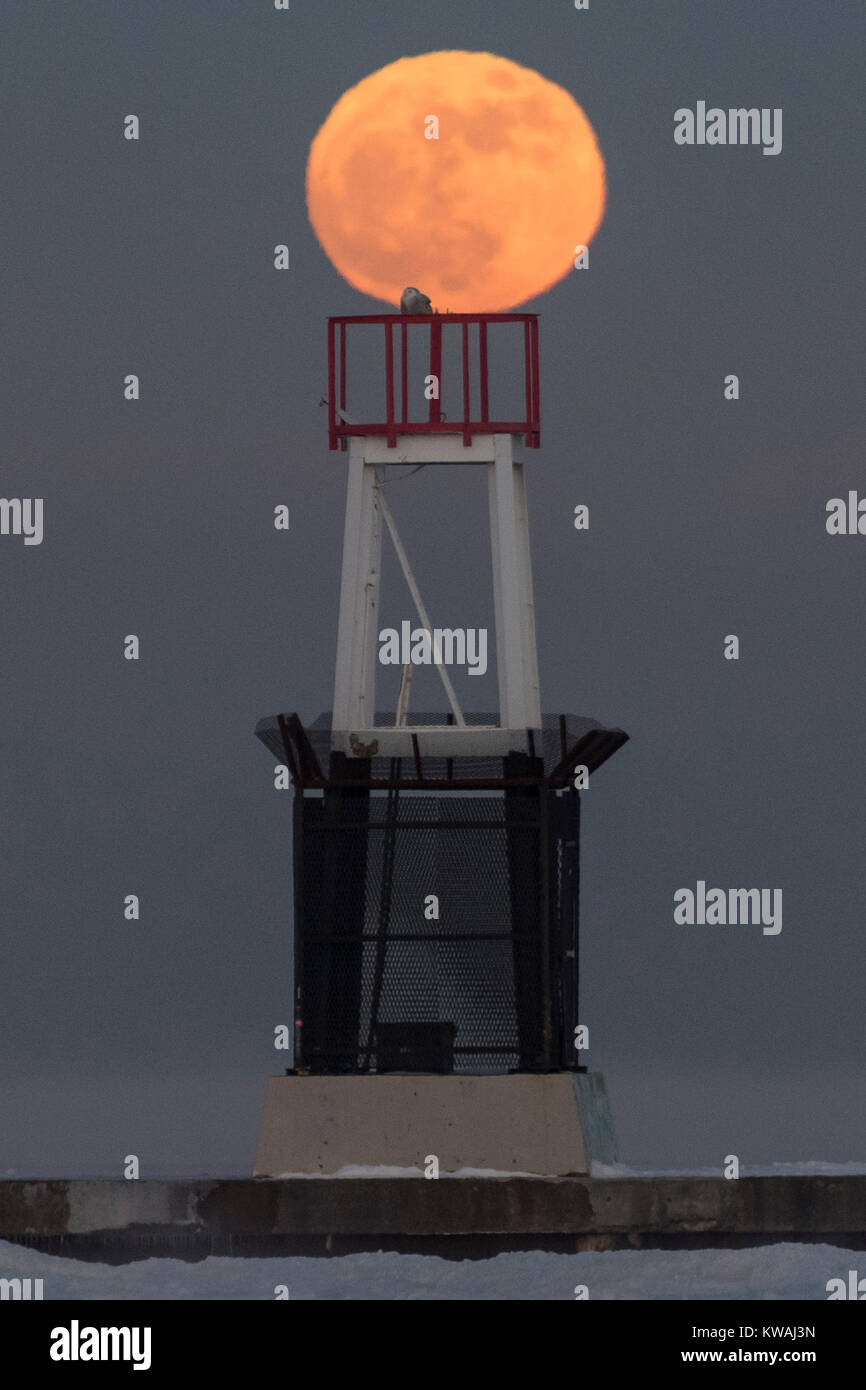Chicago, Stati Uniti d'America. 1a gen, 2018. Una civetta delle nevi si siede in cima al faro a luce rotante sul molo al North Avenue beach come supermoon sorge su una delle più fredde il giorno di Capodanno in decenni. La luna è al suo punto più vicino, il perigeo, a terra durante la sua orbita mensile e compare il 30% più luminoso e 14% più grande. Gennaio 2018 vede un supermoon noto come 'Wolf moon" il 1 gennaio e un "Blue Moon" il 31 gennaio. Credito: Stephen Chung/Alamy Live News Foto Stock