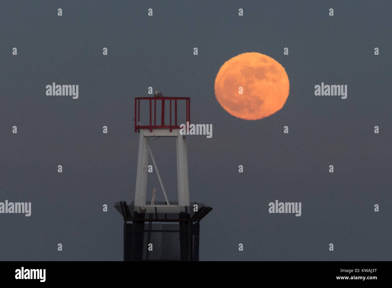 Chicago, Stati Uniti d'America. 1a gen, 2018. Una civetta delle nevi si siede in cima al faro a luce rotante sul molo al North Avenue beach come supermoon sorge su una delle più fredde il giorno di Capodanno in decenni. La luna è al suo punto più vicino, il perigeo, a terra durante la sua orbita mensile e compare il 30% più luminoso e 14% più grande. Gennaio 2018 vede un supermoon noto come 'Wolf moon" il 1 gennaio e un "Blue Moon" il 31 gennaio. Credito: Stephen Chung/Alamy Live News Foto Stock