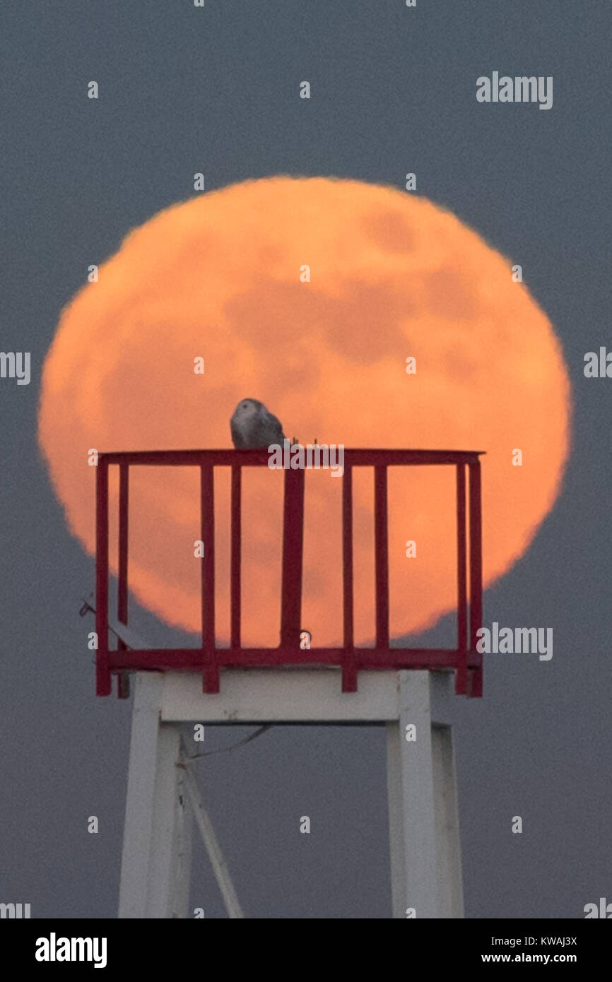 Chicago, Stati Uniti d'America. 1a gen, 2018. Una civetta delle nevi si siede in cima al faro a luce rotante sul molo al North Avenue beach come supermoon sorge su una delle più fredde il giorno di Capodanno in decenni. La luna è al suo punto più vicino, il perigeo, a terra durante la sua orbita mensile e compare il 30% più luminoso e 14% più grande. Gennaio 2018 vede un supermoon noto come 'Wolf moon" il 1 gennaio e un "Blue Moon" il 31 gennaio. Credito: Stephen Chung/Alamy Live News Foto Stock