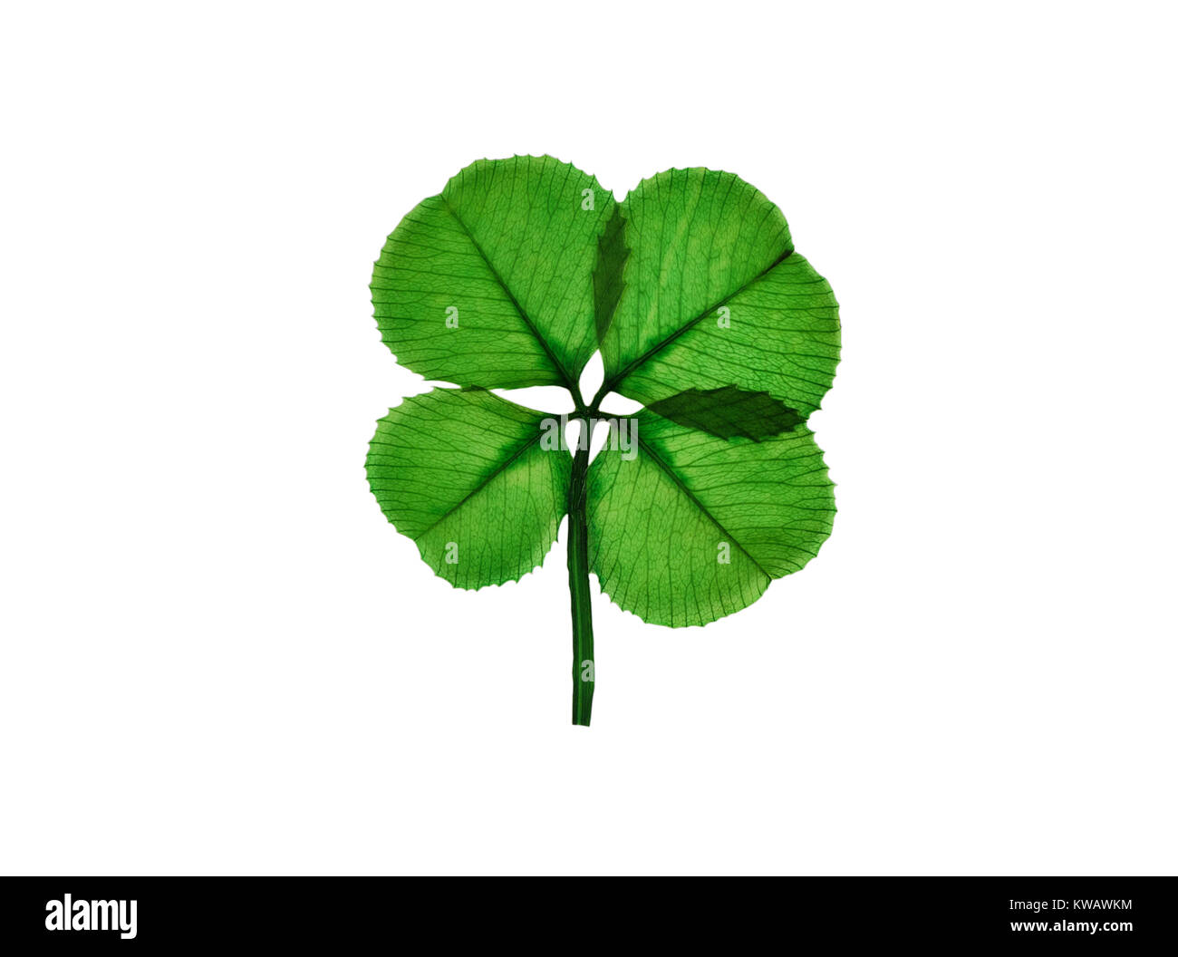 Real quattro leaf clover isolati su sfondo bianco Foto Stock
