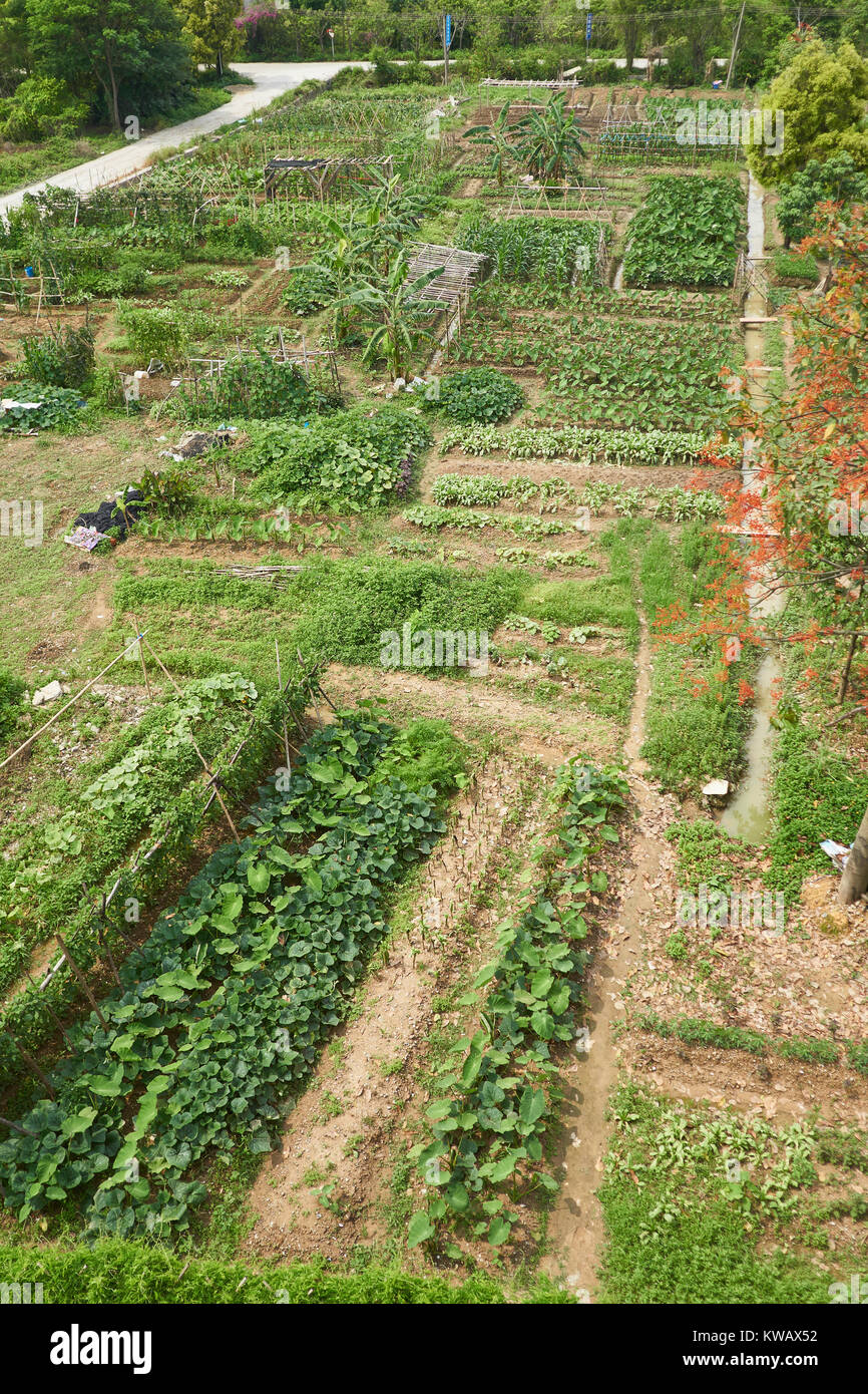 Verdure Cinesi fattoria con taro e banane - regione di Guangzhou, Guangdong, Cina Foto Stock
